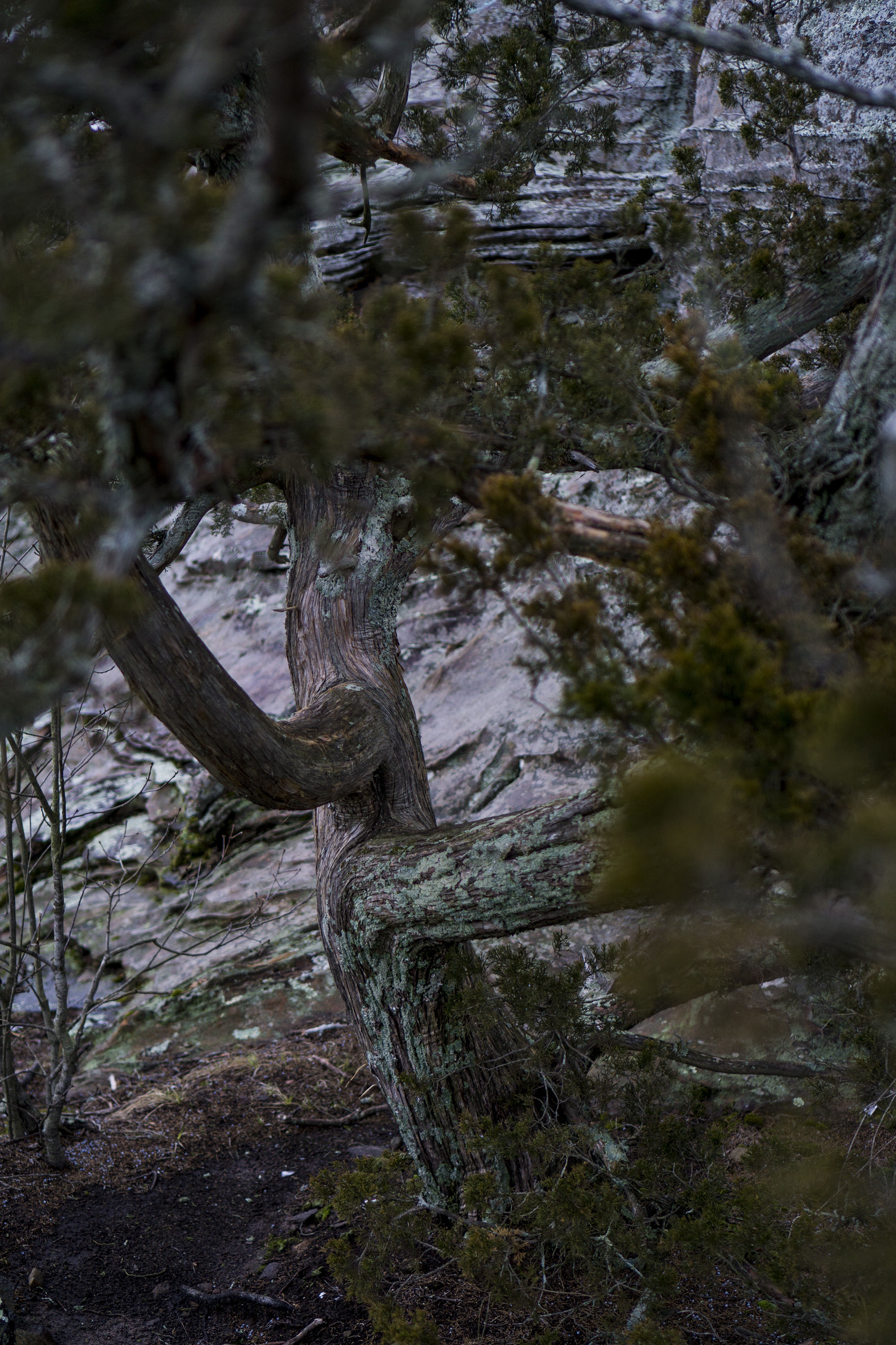 Rainy trees in Shawnee National Forest / Darker than Green