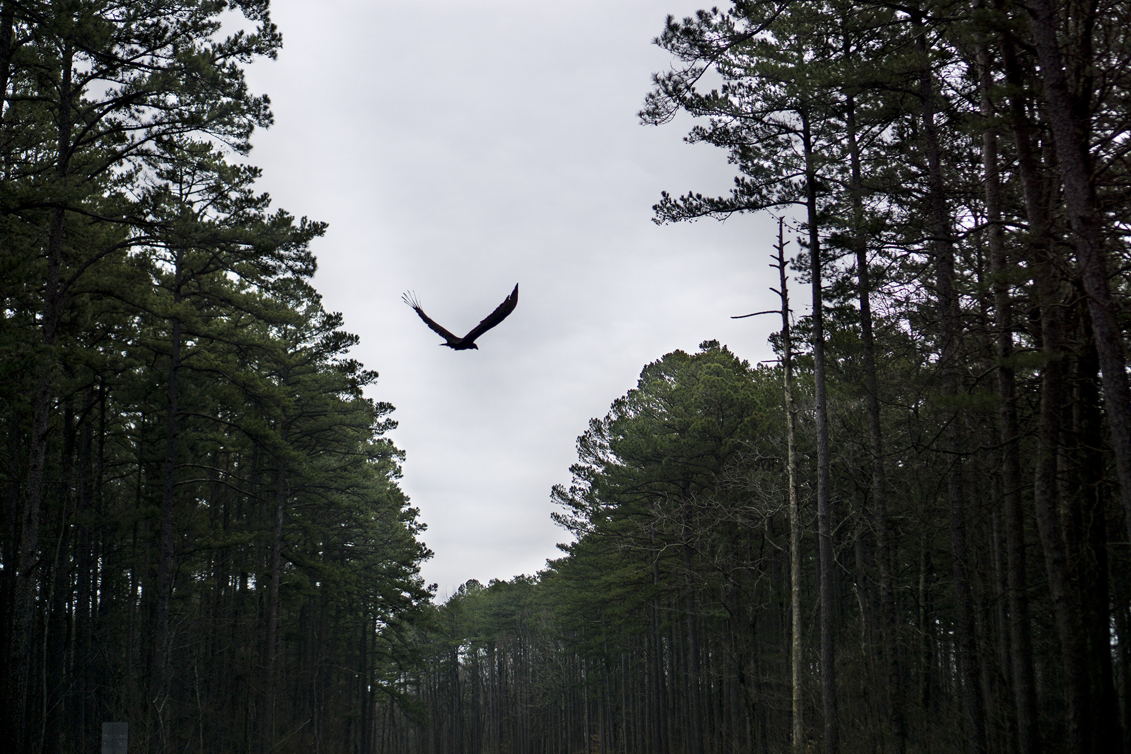 Large bird of prey flying through canyon of pines on Garden of the Gods Rd, Shawnee National Forest / Darker than Green