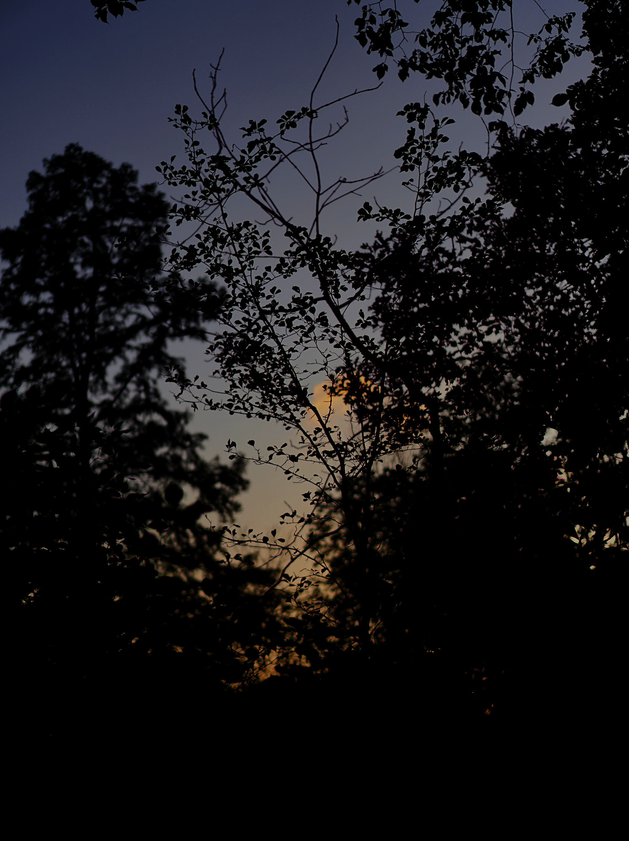 Twilight through silhouetted trees, Chicago IL / Darker than Green