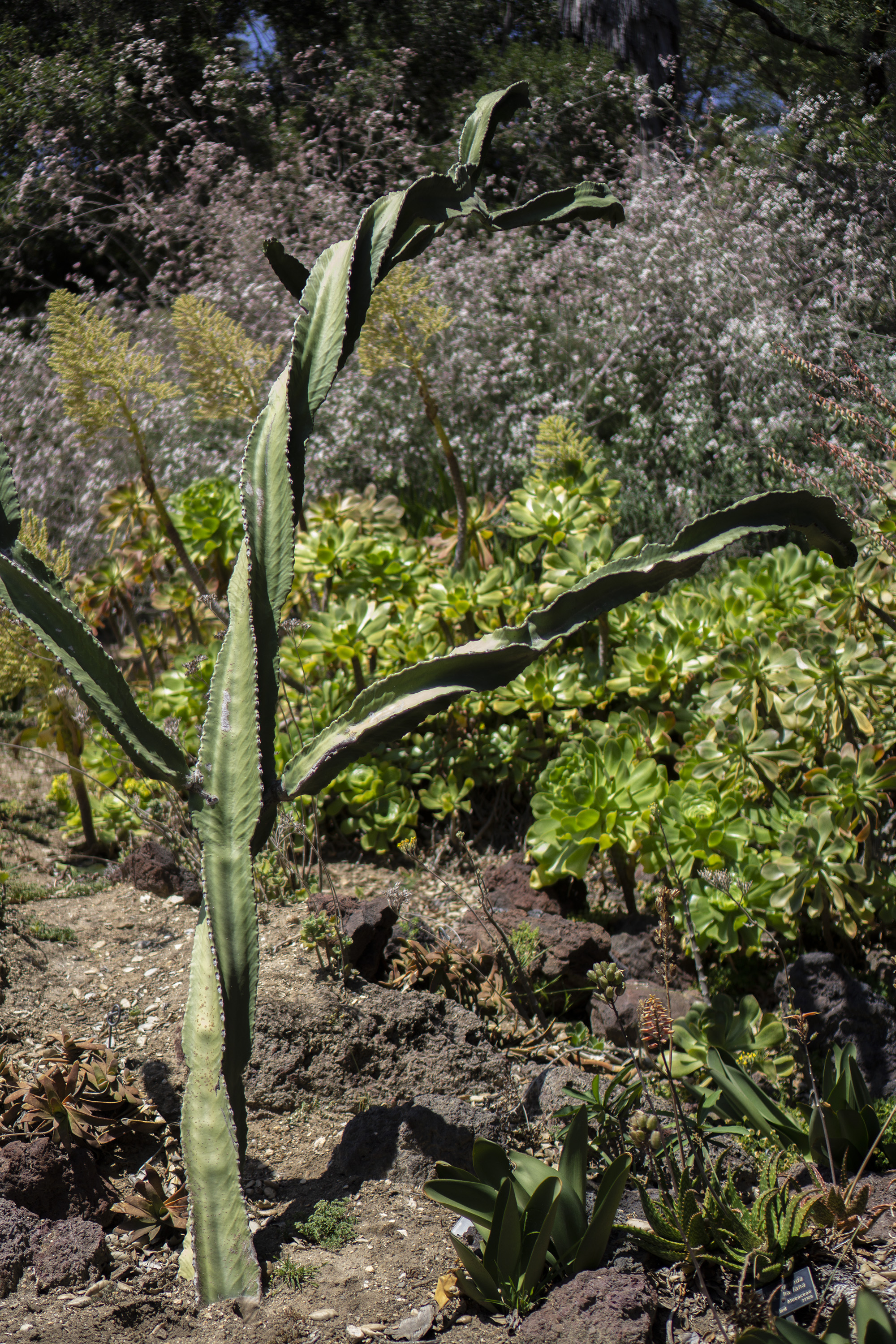 Twisted cactus, Desert Garden, Huntington Library, San Marino CA / Darker than Green