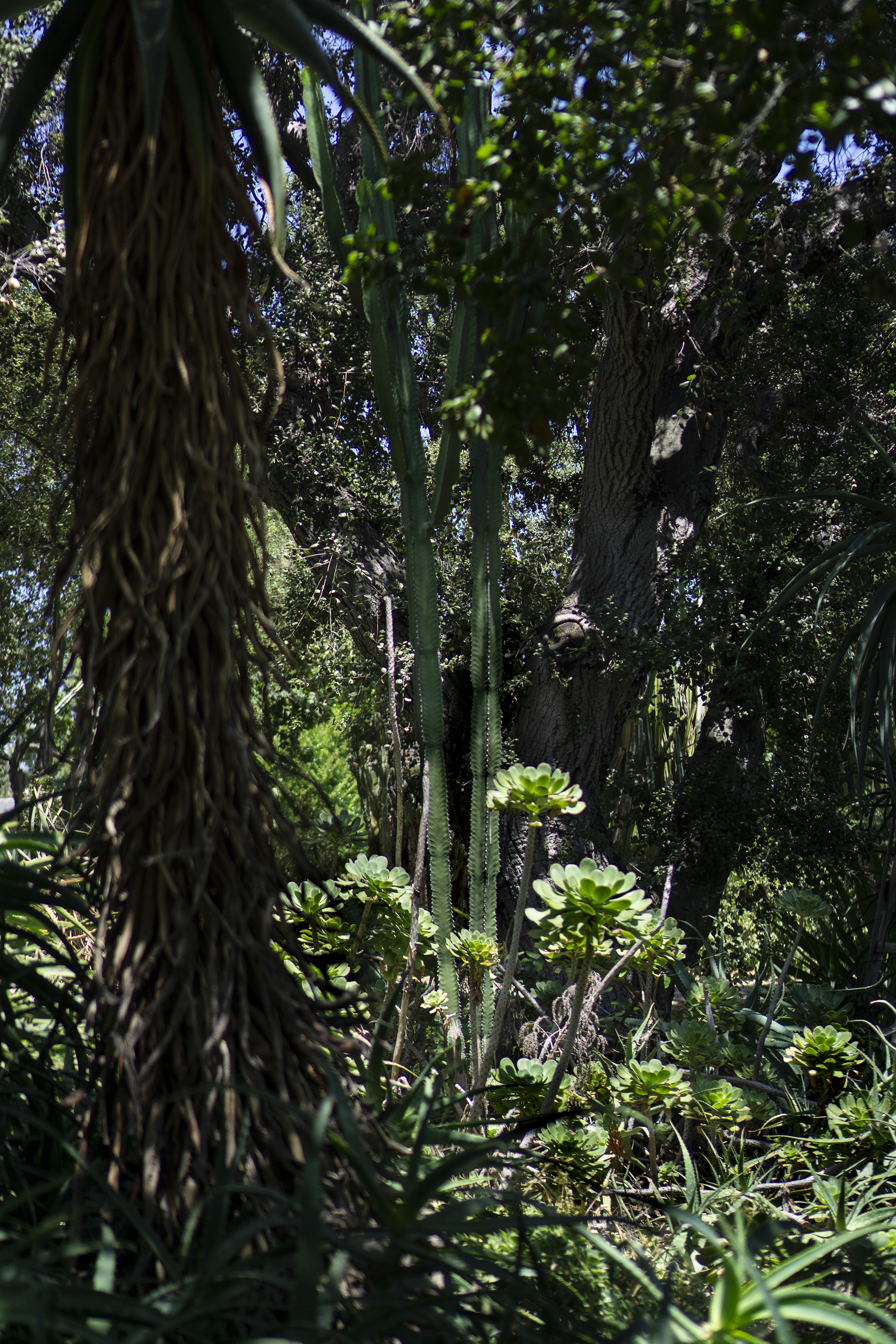 Aeoniums in the sunlight, Desert Garden, Huntington Library, San Marino CA / Darker than Green