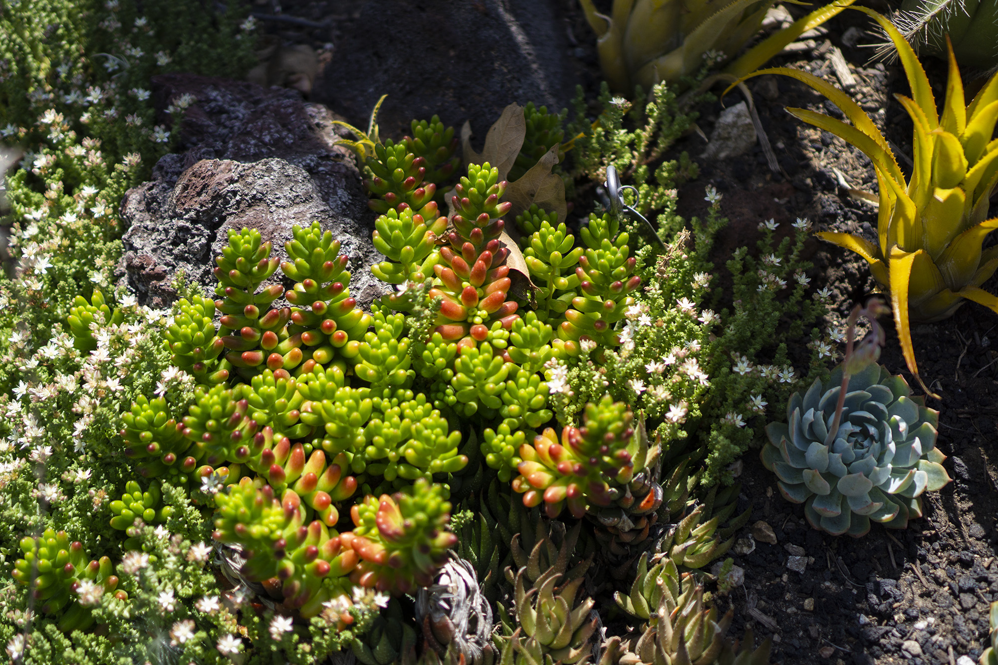 Small succulents, Desert Garden, Huntington Library, San Marino CA / Darker than Green