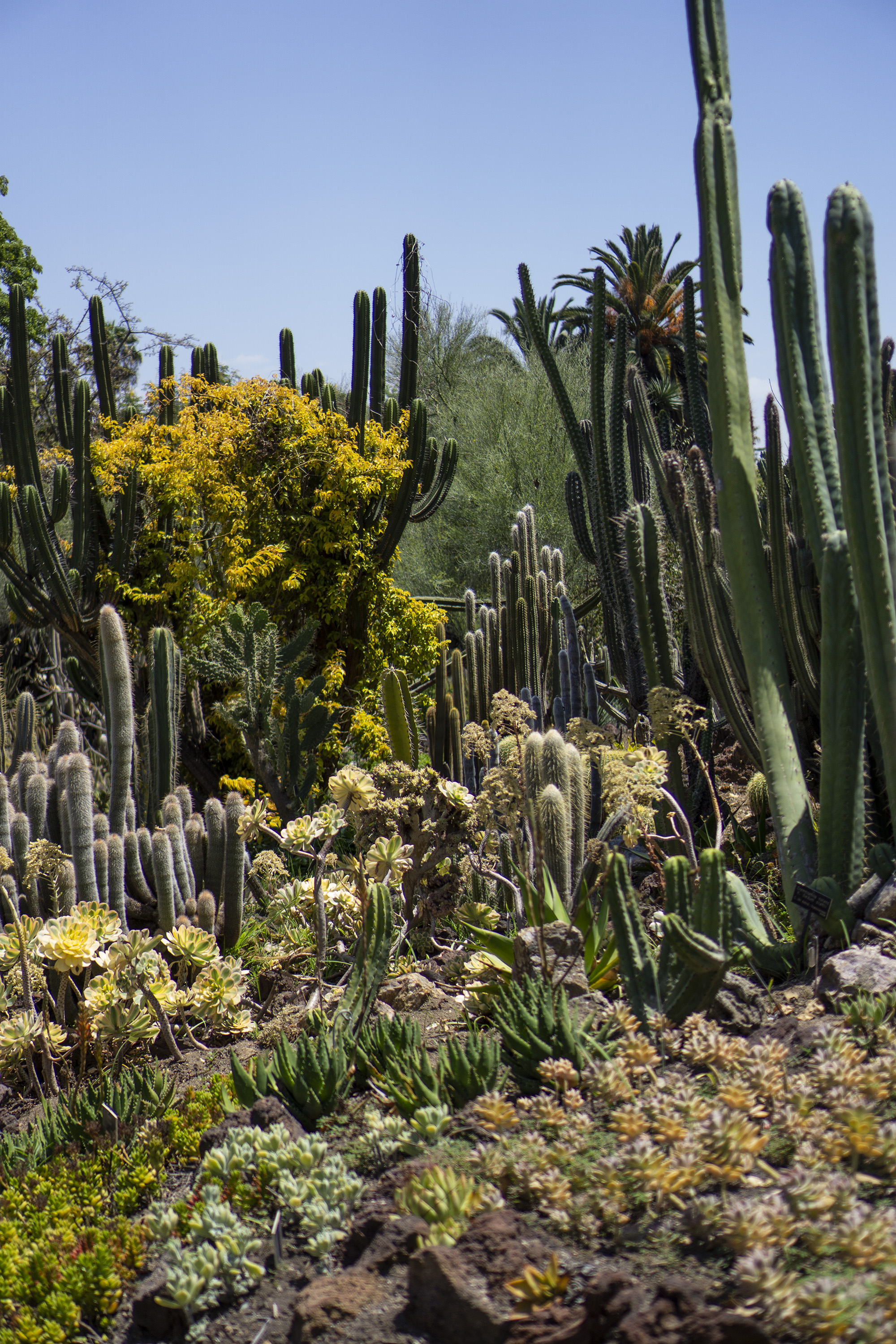 Desert Garden, Huntington Library, San Marino CA / Darker than Green