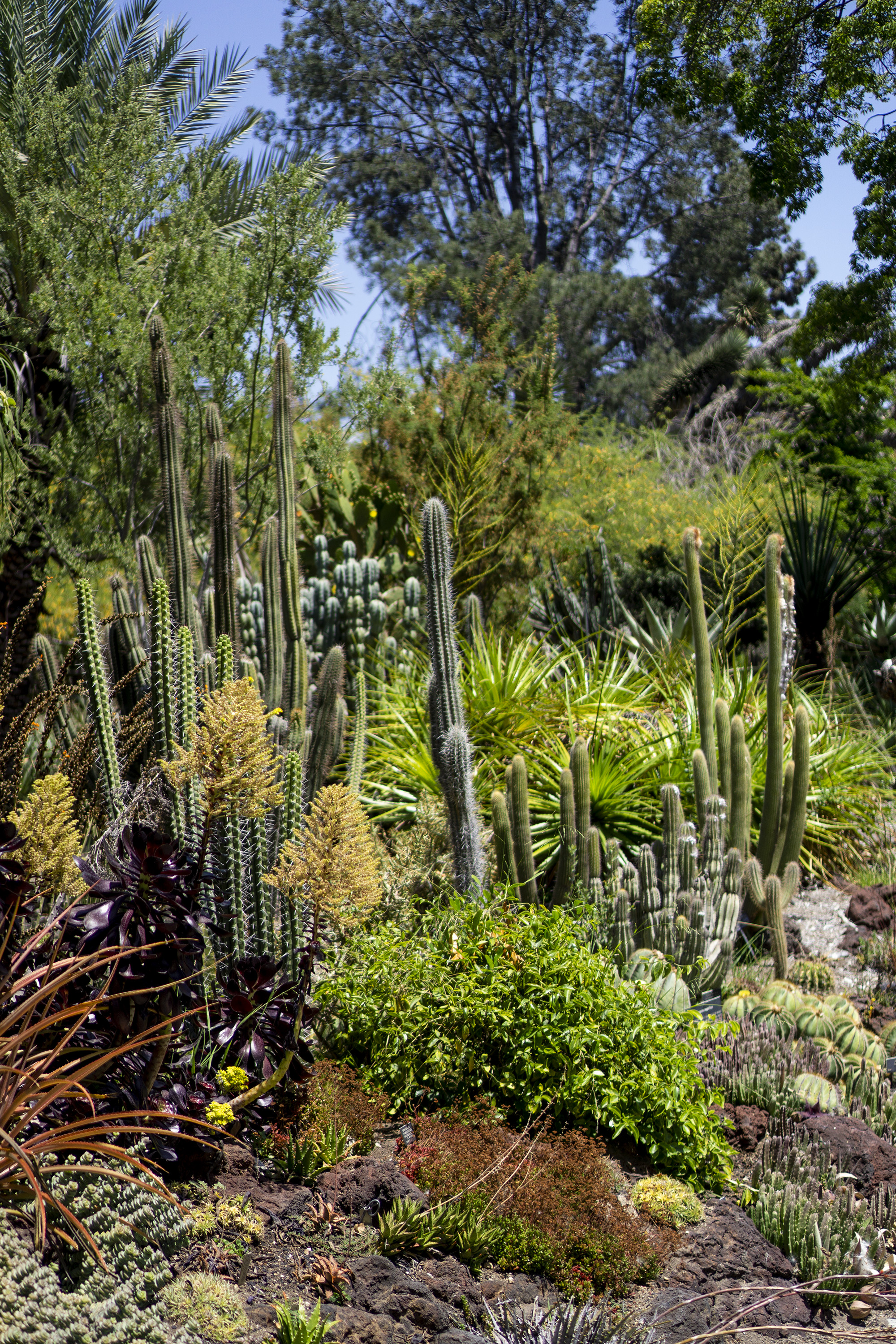 Desert Garden, Huntington Library, San Marino CA / Darker than Green