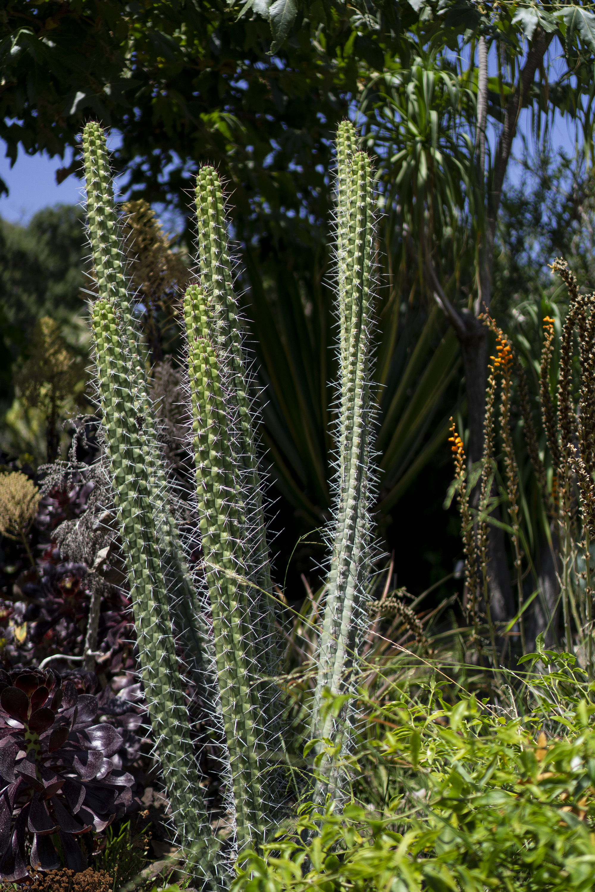 Tall cacti, Desert Garden, Huntington Library, San Marino CA / Darker than Green