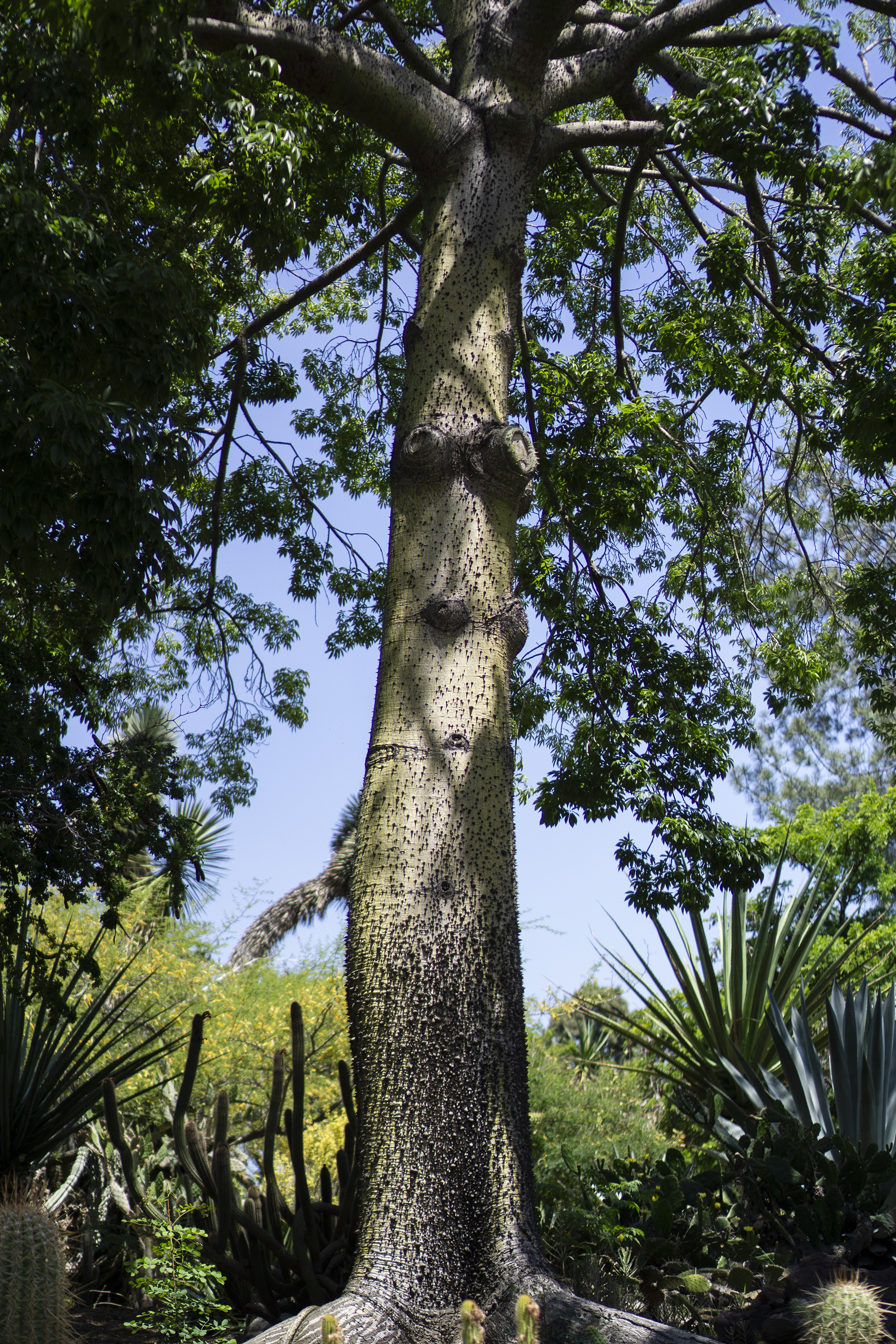 Giant floss silk tree, Desert Garden, Huntington Library, San Marino CA / Darker than Green