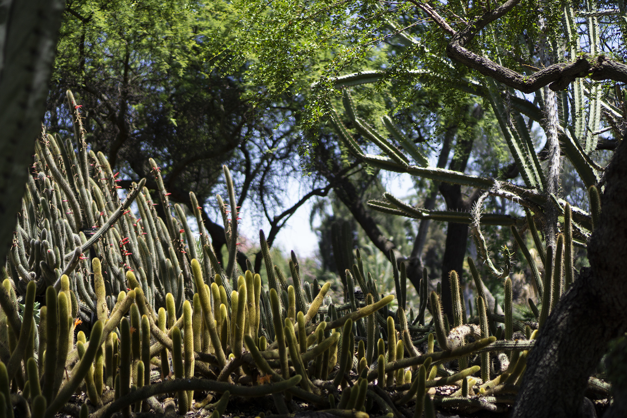 Cactus patch in the shade, Desert Garden, Huntington Library, San Marino CA / Darker than Green