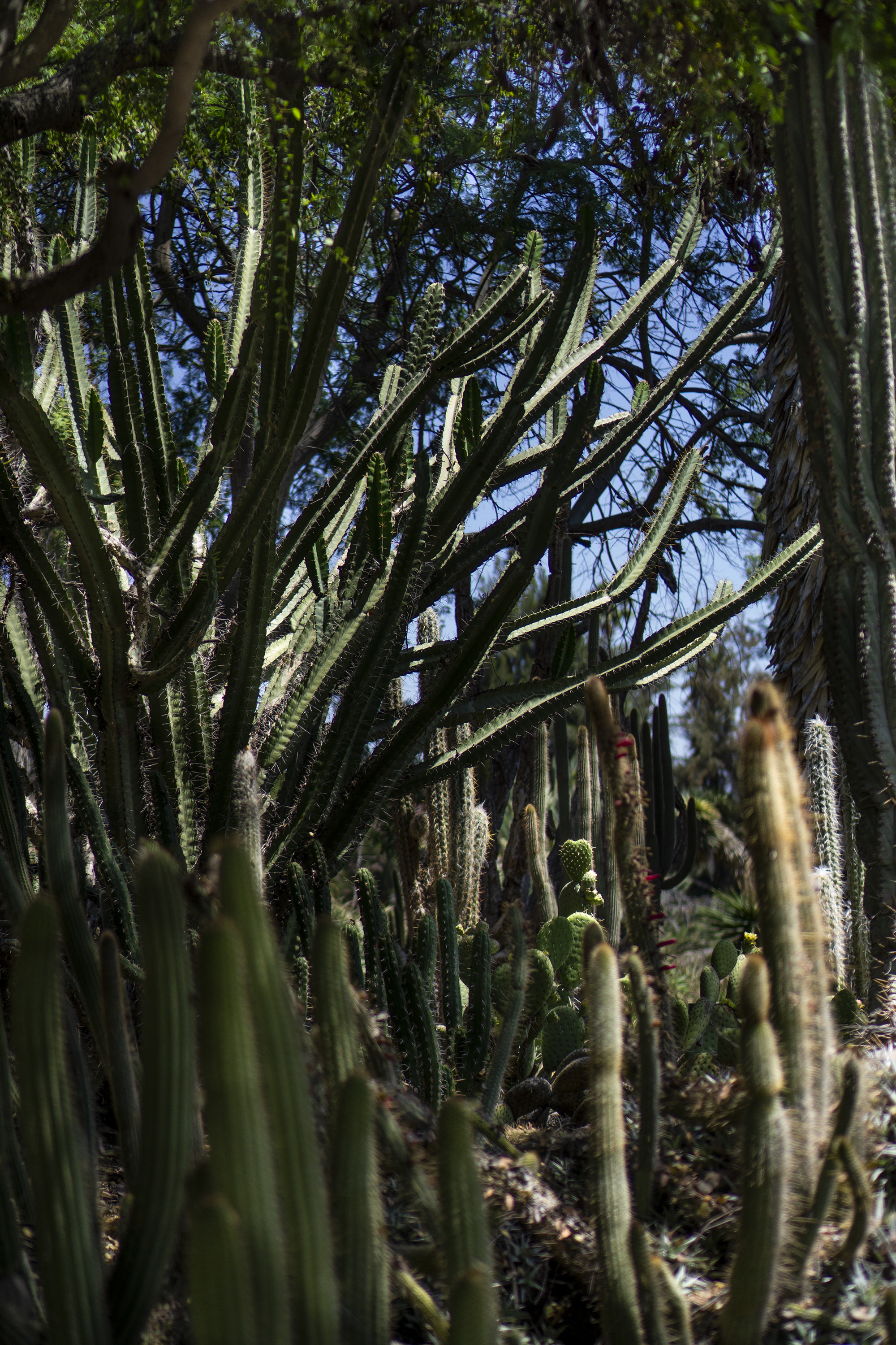 Desert Garden, Huntington Library, San Marino CA / Darker than Green