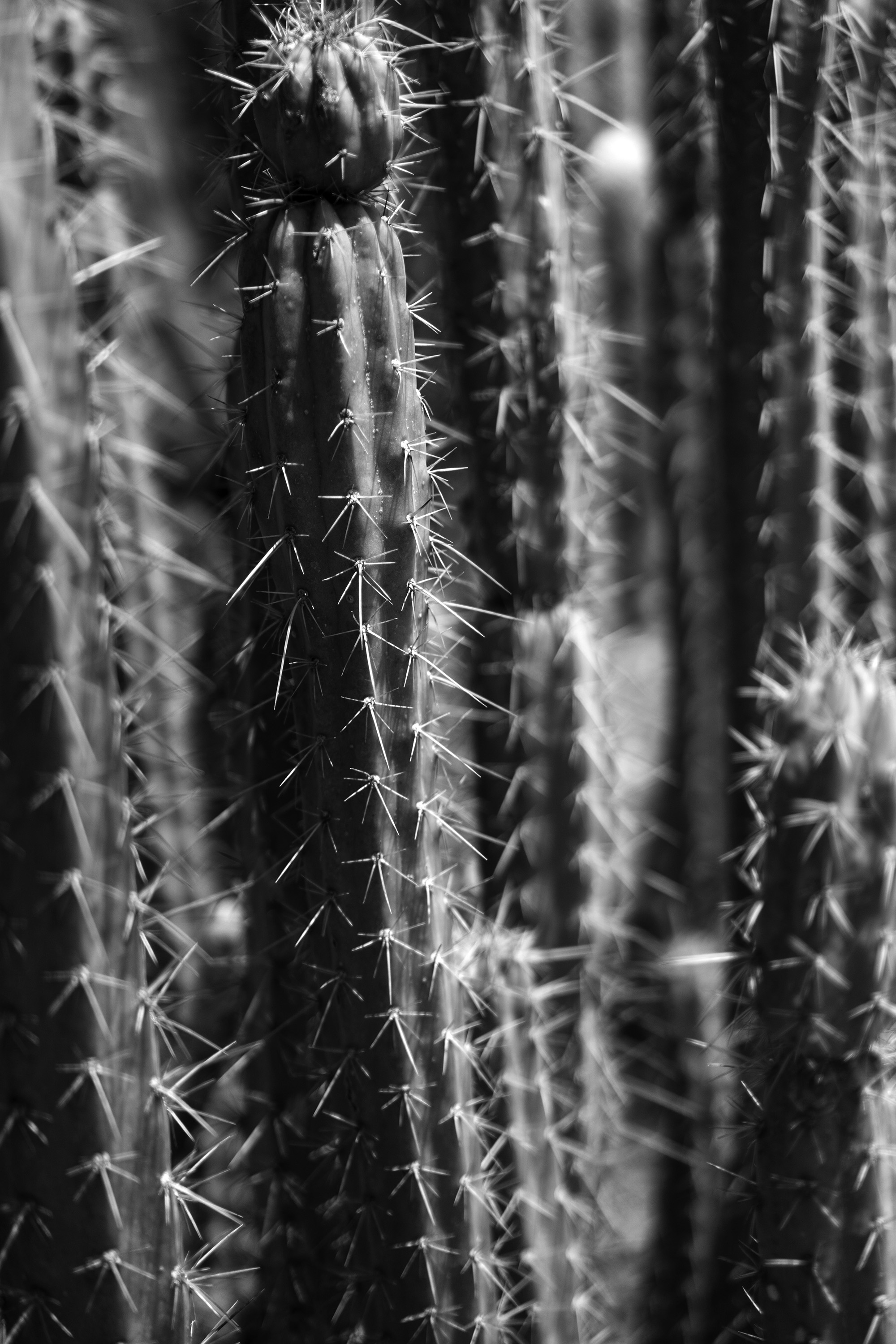 Closeup of cactus spines, Desert Garden, Huntington Library, San Marino CA / Darker than Green