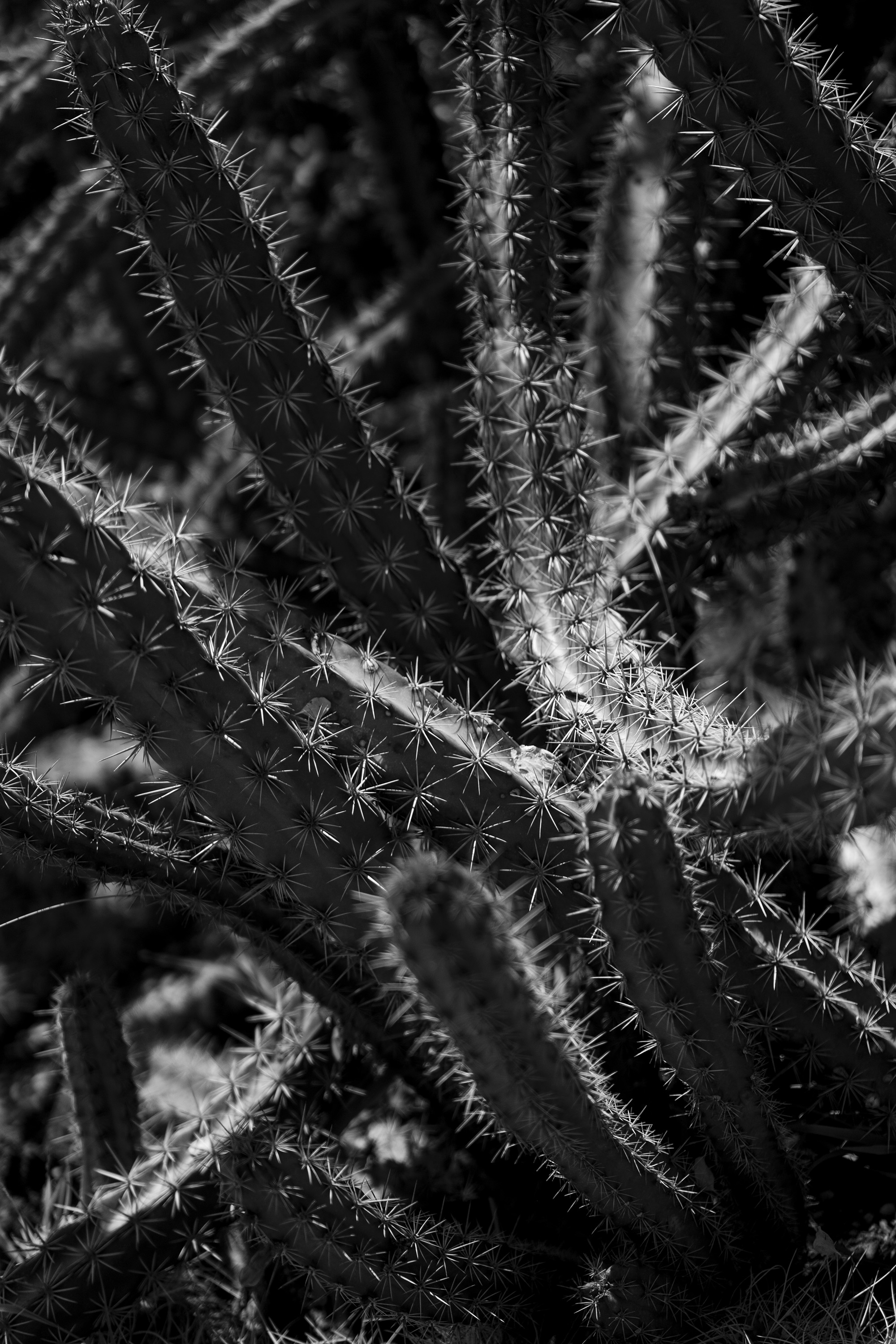 Closeup of swirling spiny cactus limbs, Desert Garden, Huntington Library, San Marino CA / Darker than Green