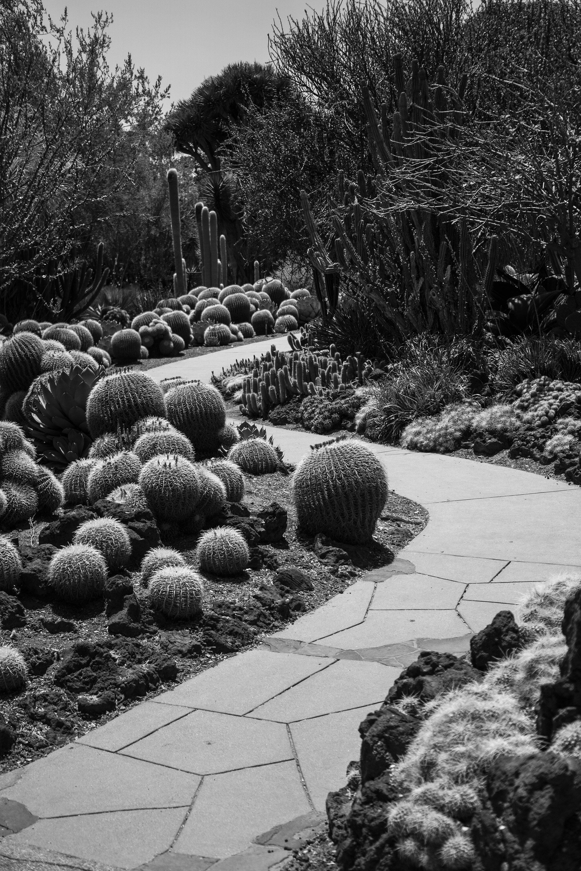 Curved path among barrel cacti, Desert Garden, Huntington Library, San Marino CA / Darker than Green
