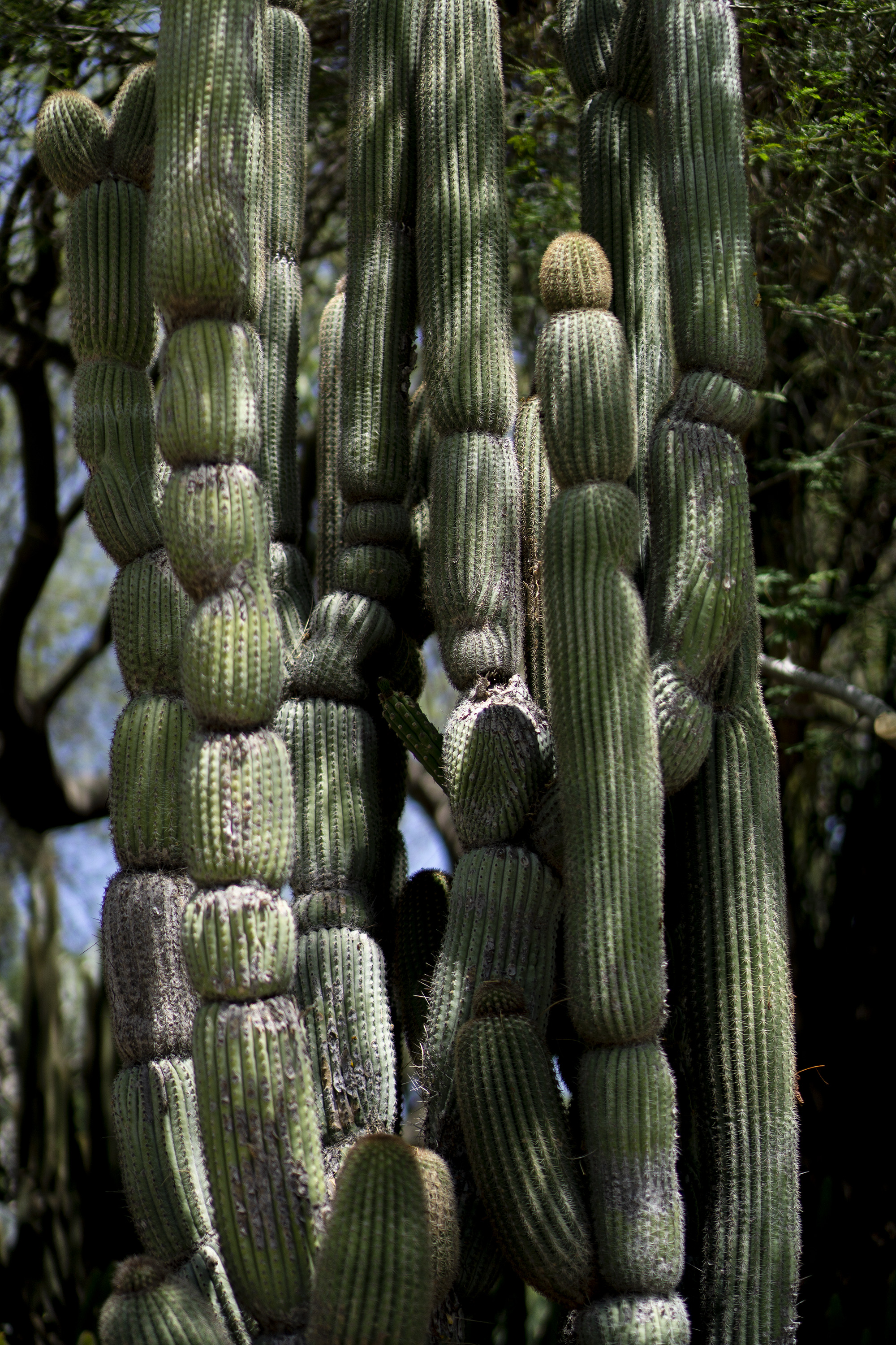 Tall, smooth cactus in dappled shade, Desert Garden, Huntington Library, San Marino CA / Darker than Green