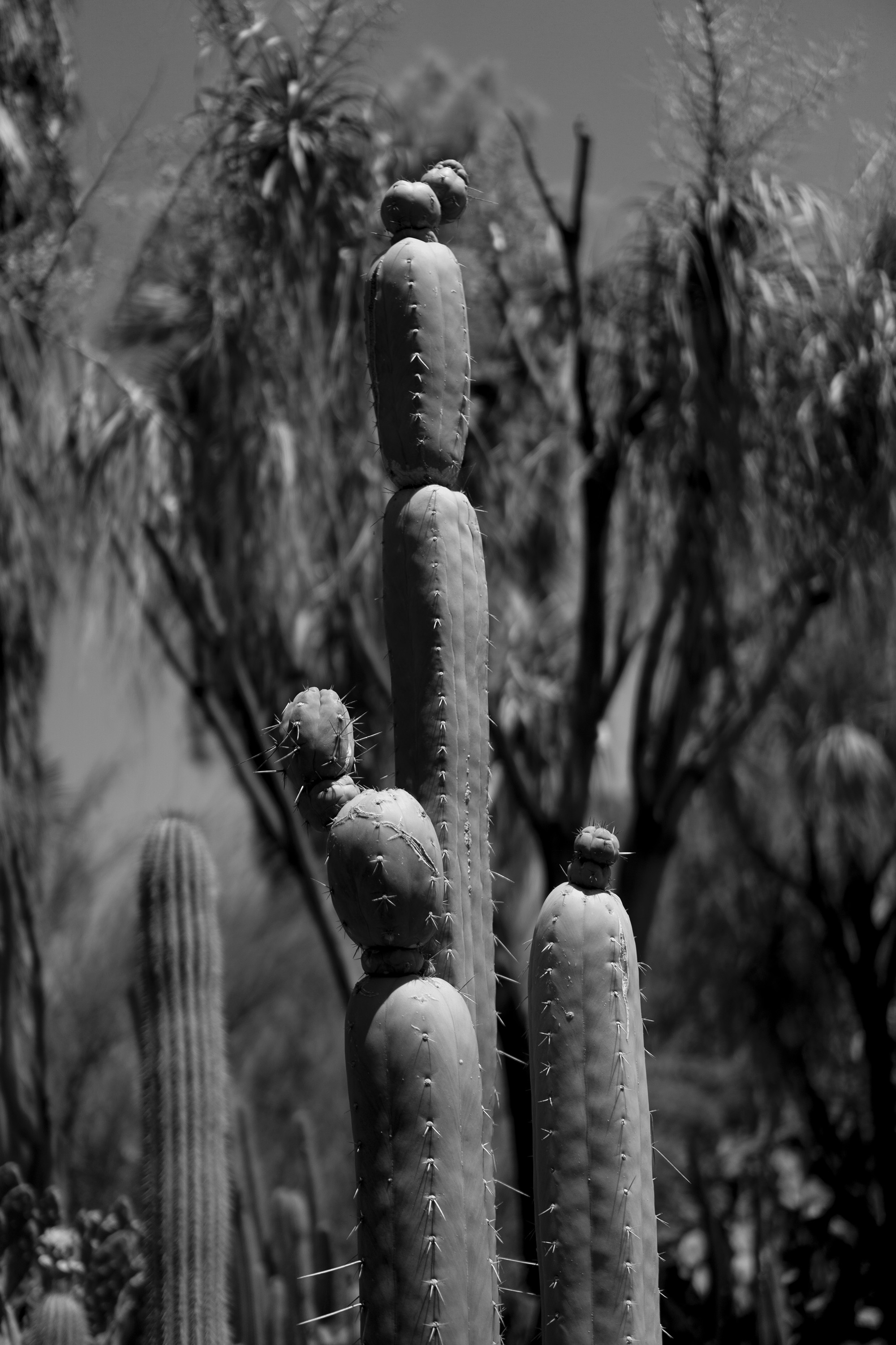Tall cactus with tree in background, Desert Garden, Huntington Library, San Marino CA / Darker than Green