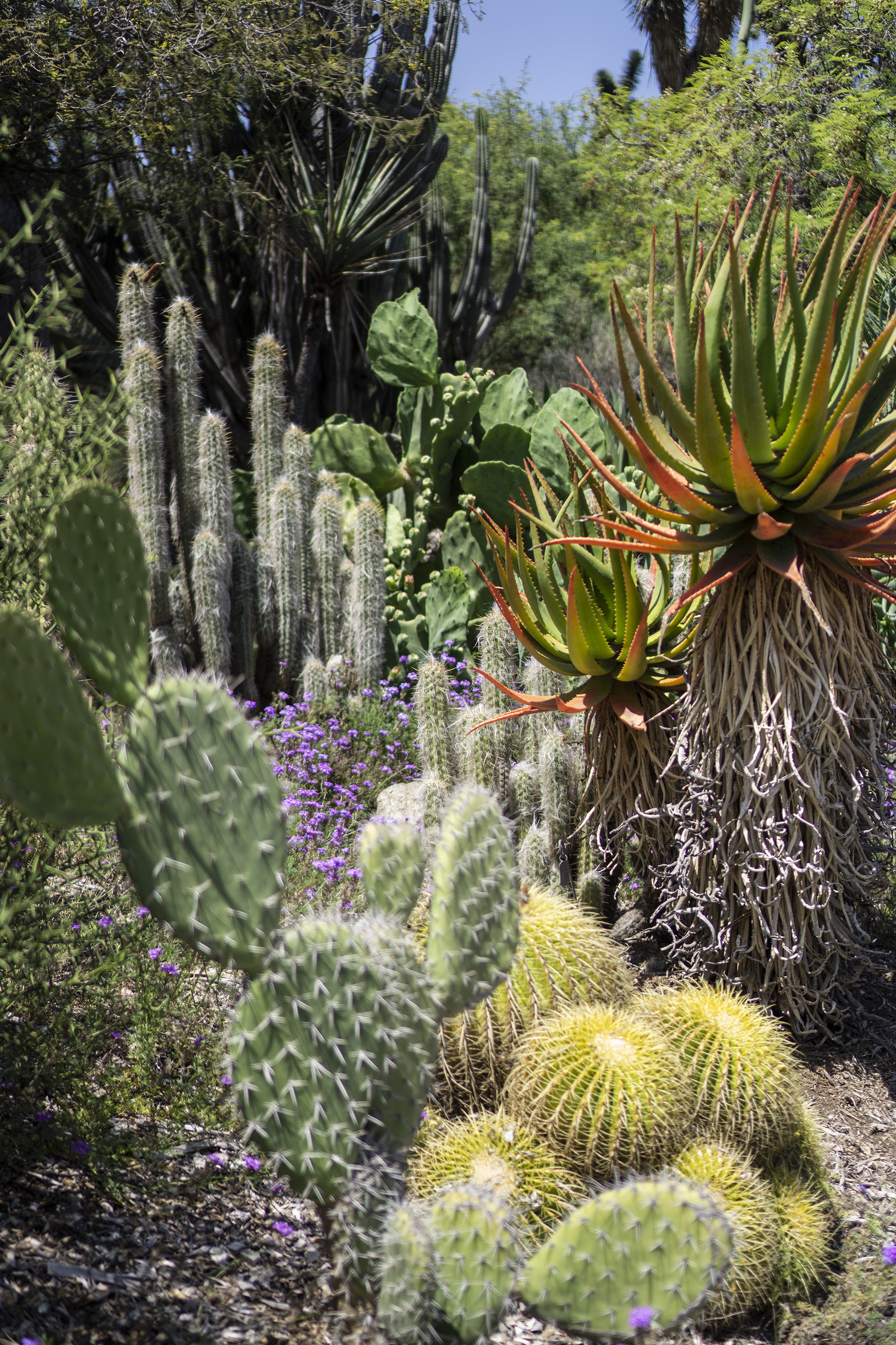 Multi-colored succulents, Desert Garden, Huntington Library, San Marino CA / Darker than Green