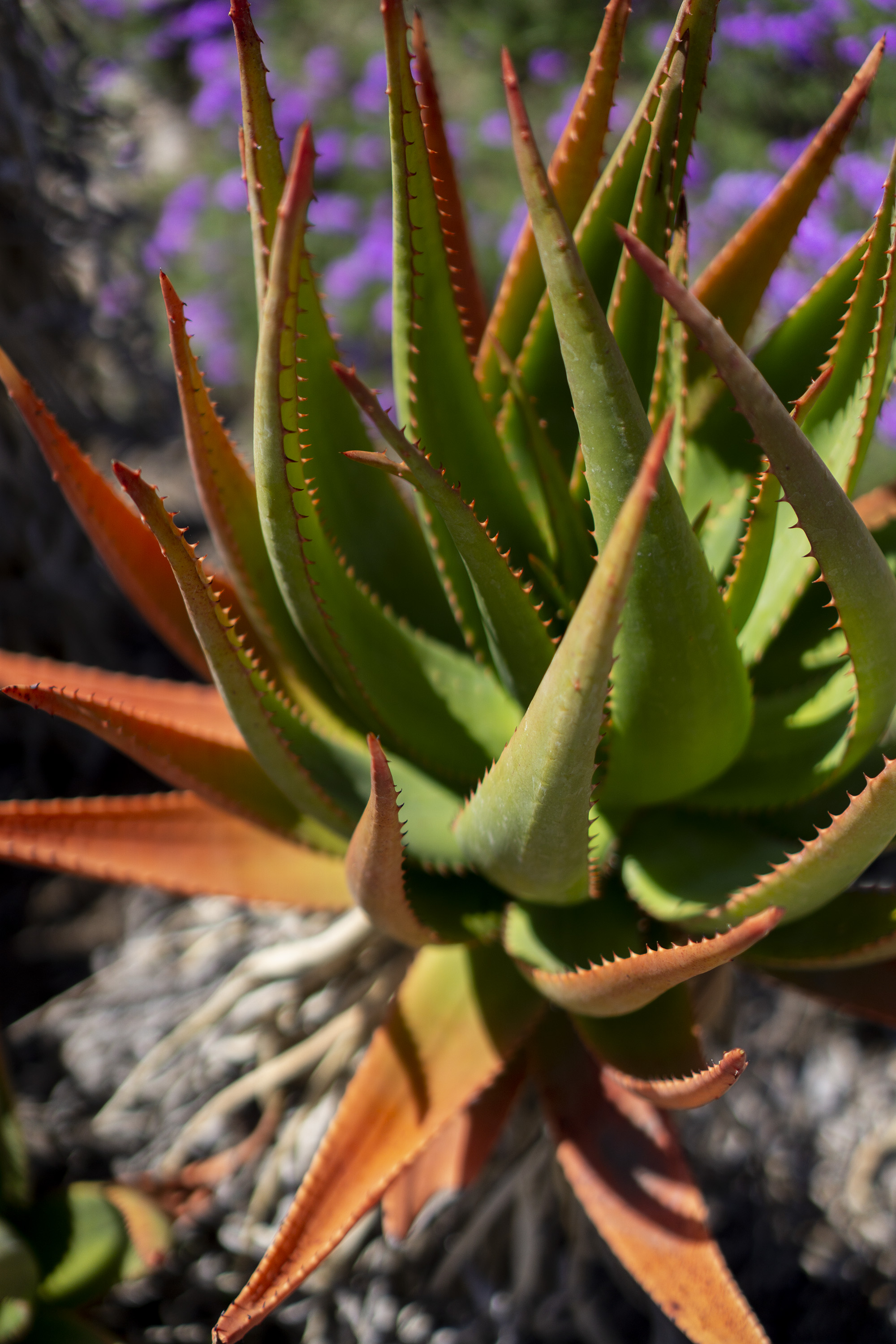 Brightly colored agave closeup, Desert Garden, Huntington Library, San Marino CA / Darker than Green