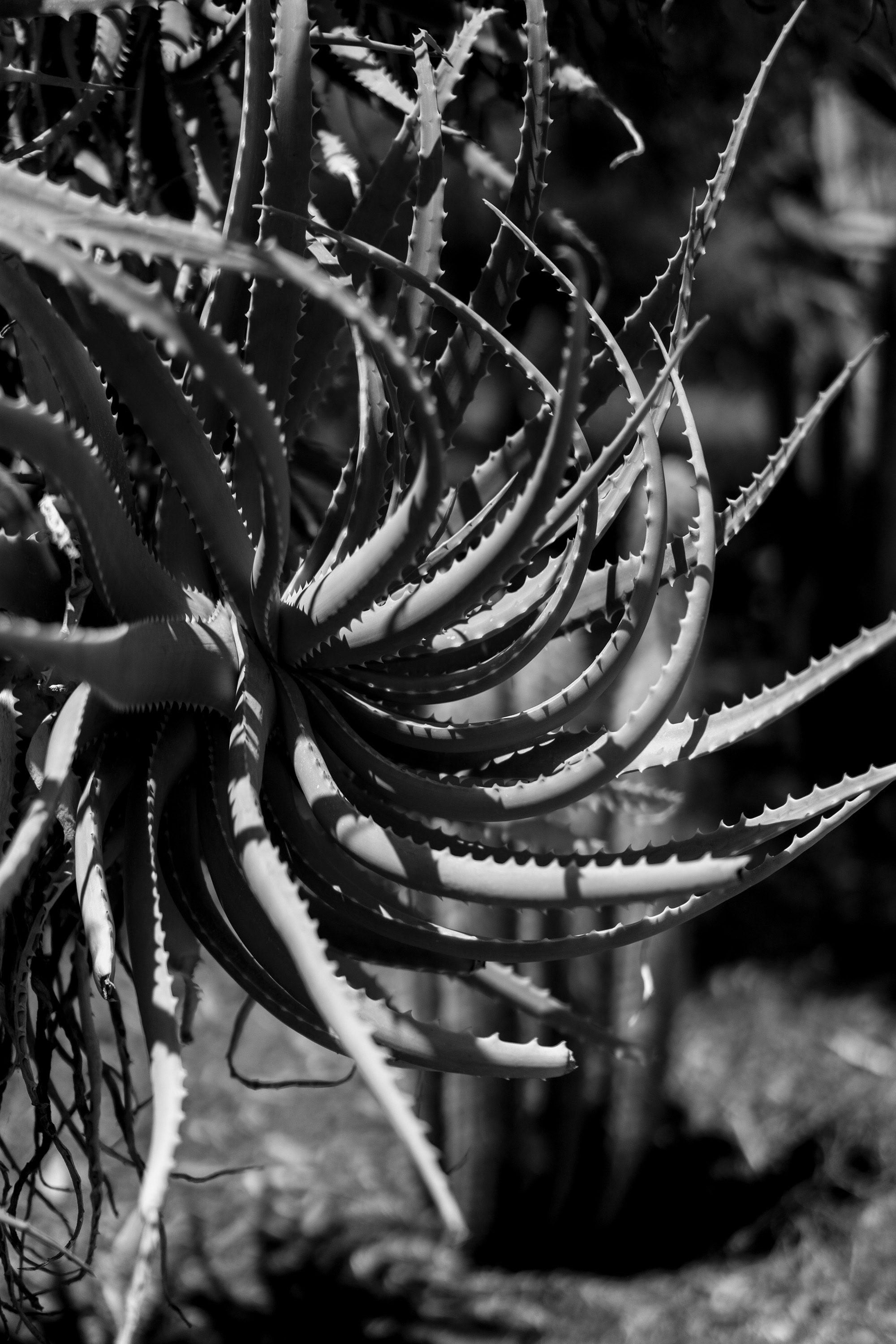 Swirled agave closeup, Desert Garden, Huntington Library, San Marino CA / Darker than Green