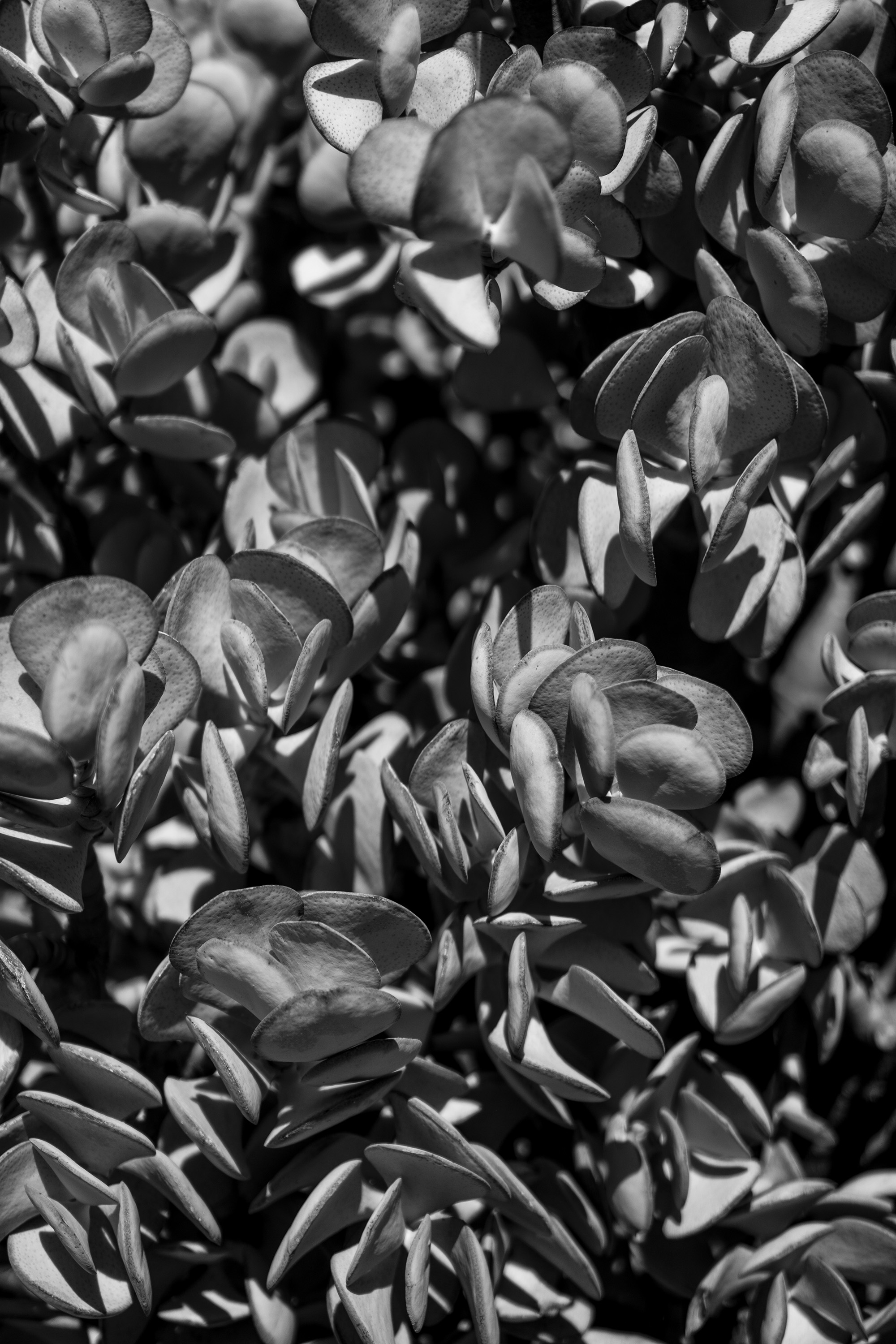 Silver dollar jade, Desert Garden, Huntington Library, San Marino CA / Darker than Green