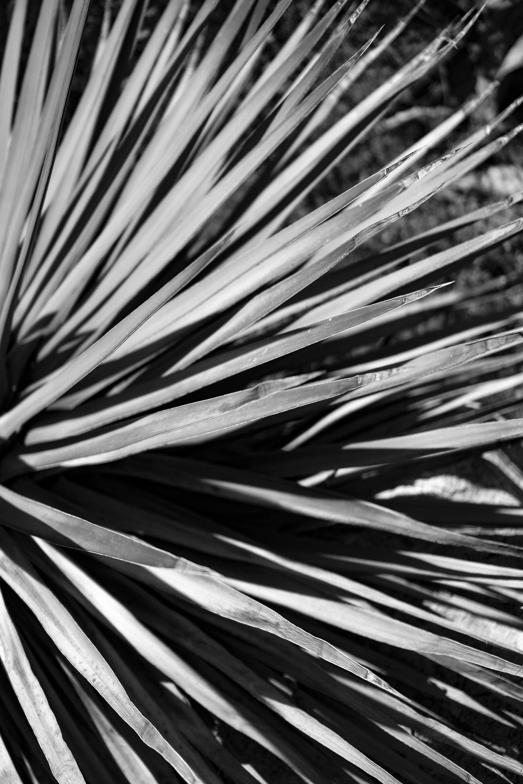 Thin spiny agave leaves, Desert Garden, Huntington Library, San Marino CA / Darker than Green