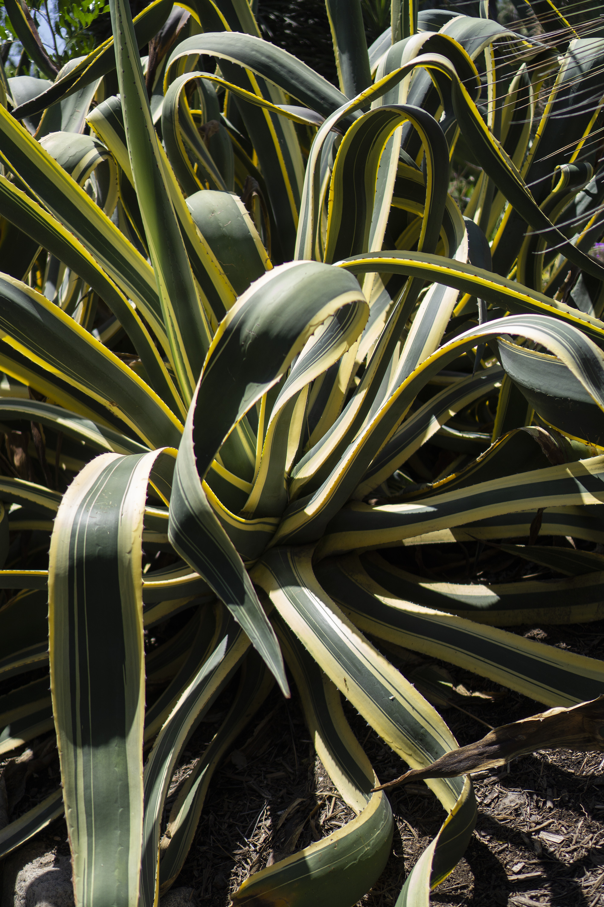 Green and yellow variegated agave leaves, Desert Garden, Huntington Library, San Marino CA / Darker than Green