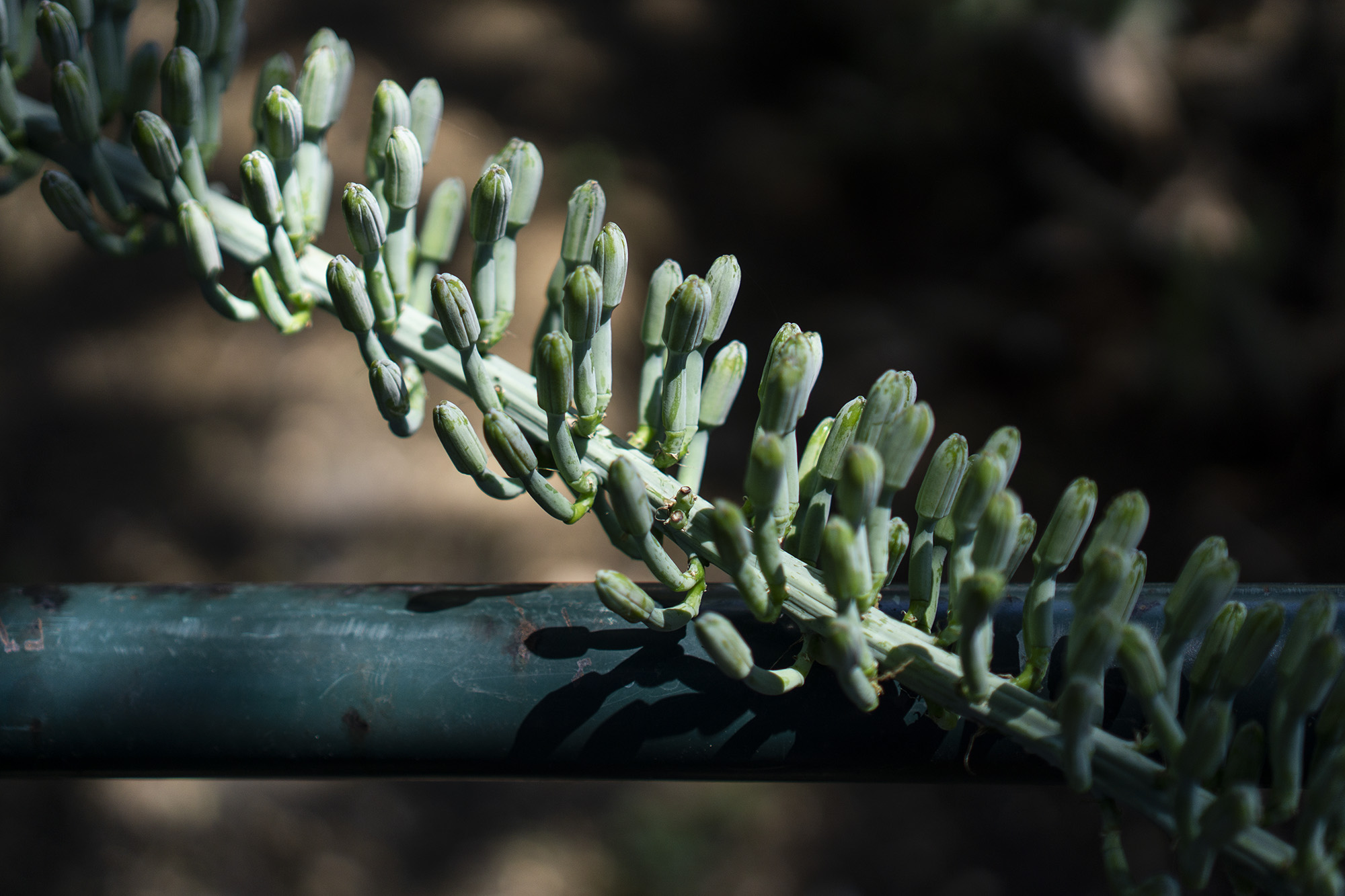 Desert plant resting against shaded fence, Desert Garden, Huntington Library, San Marino CA / Darker than Green