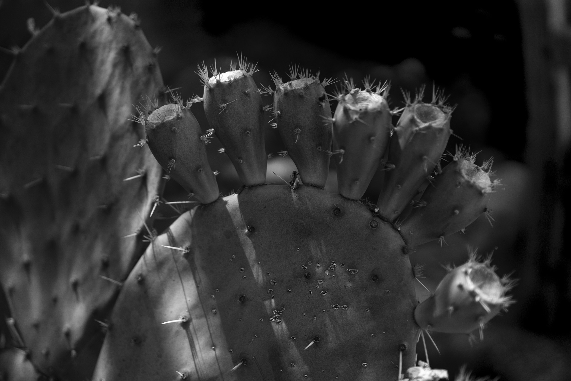 Cholla cactus fruiting, Desert Garden, Huntington Library, San Marino CA / Darker than Green