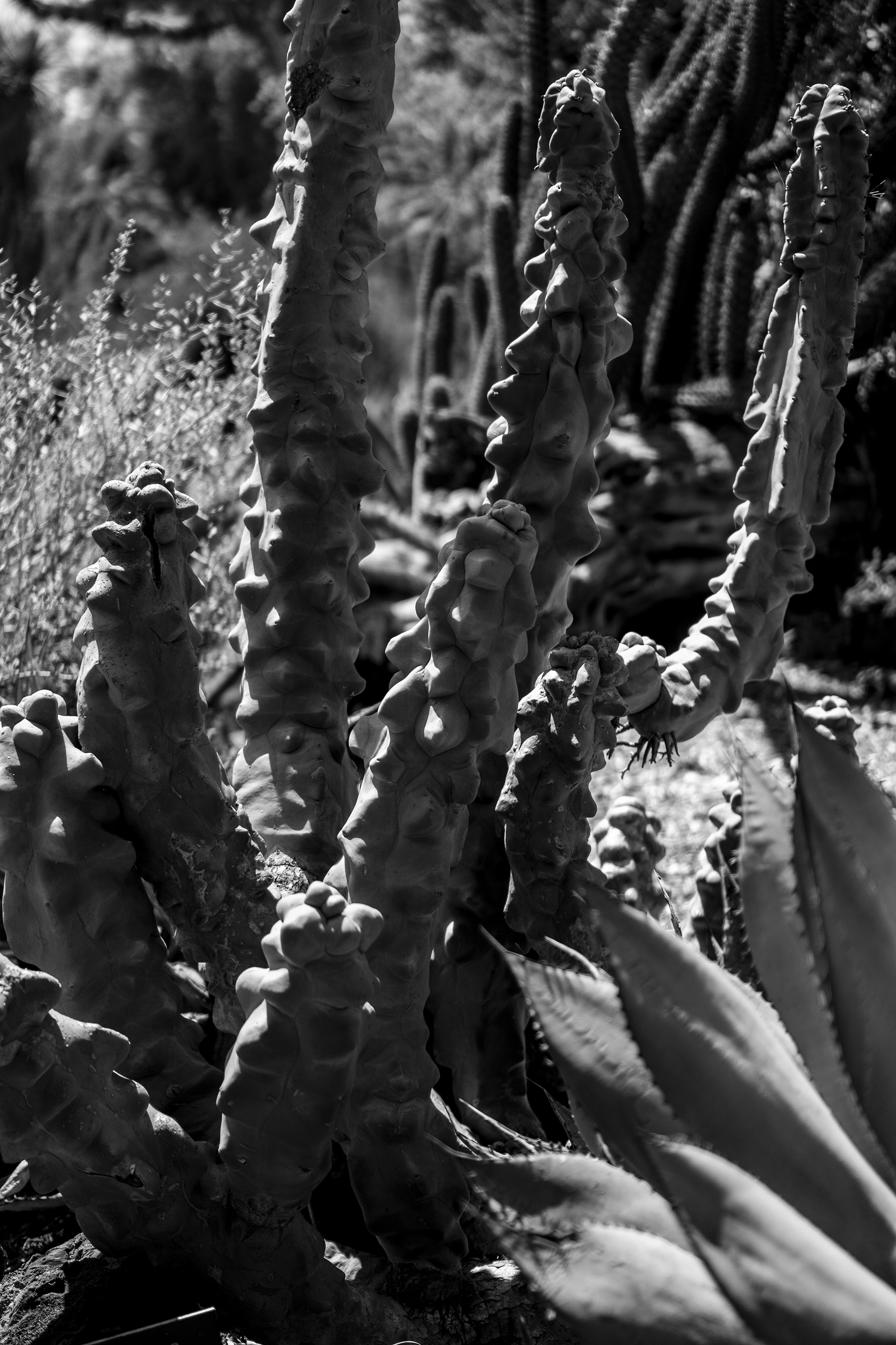 Montrose cactus, Desert Garden, Huntington Library, San Marino CA / Darker than Green