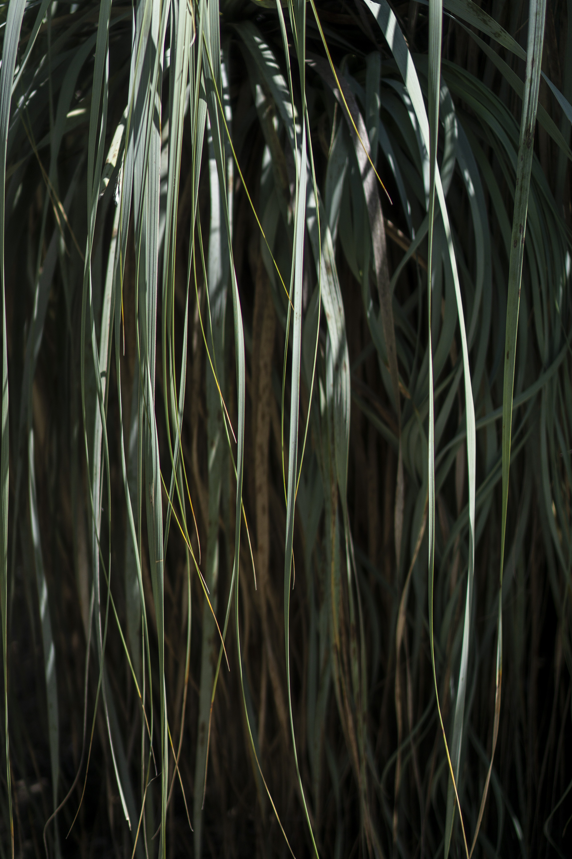 Shaded long leaves, Desert Garden, Huntington Library, San Marino CA / Darker than Green