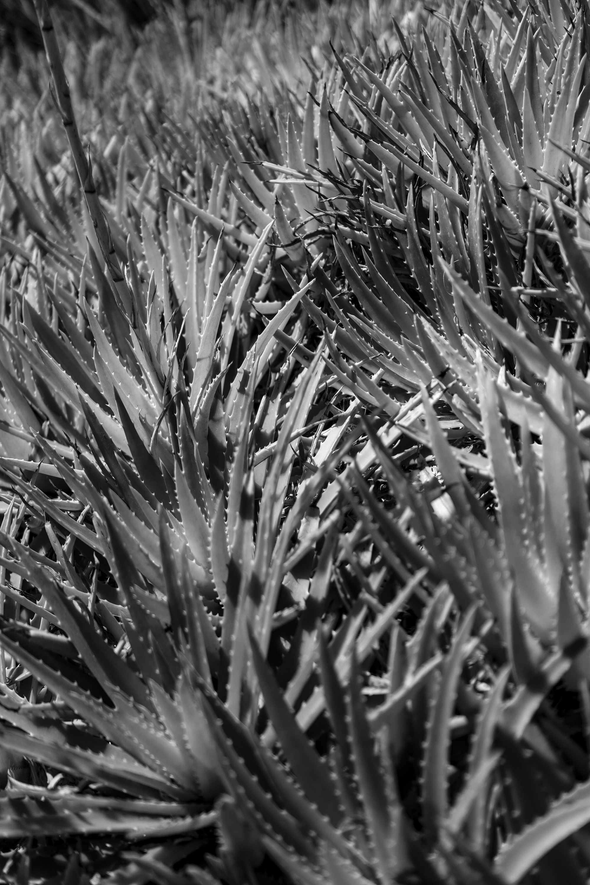 Agaves in black and white, Desert Garden, Huntington Library, San Marino CA / Darker than Green