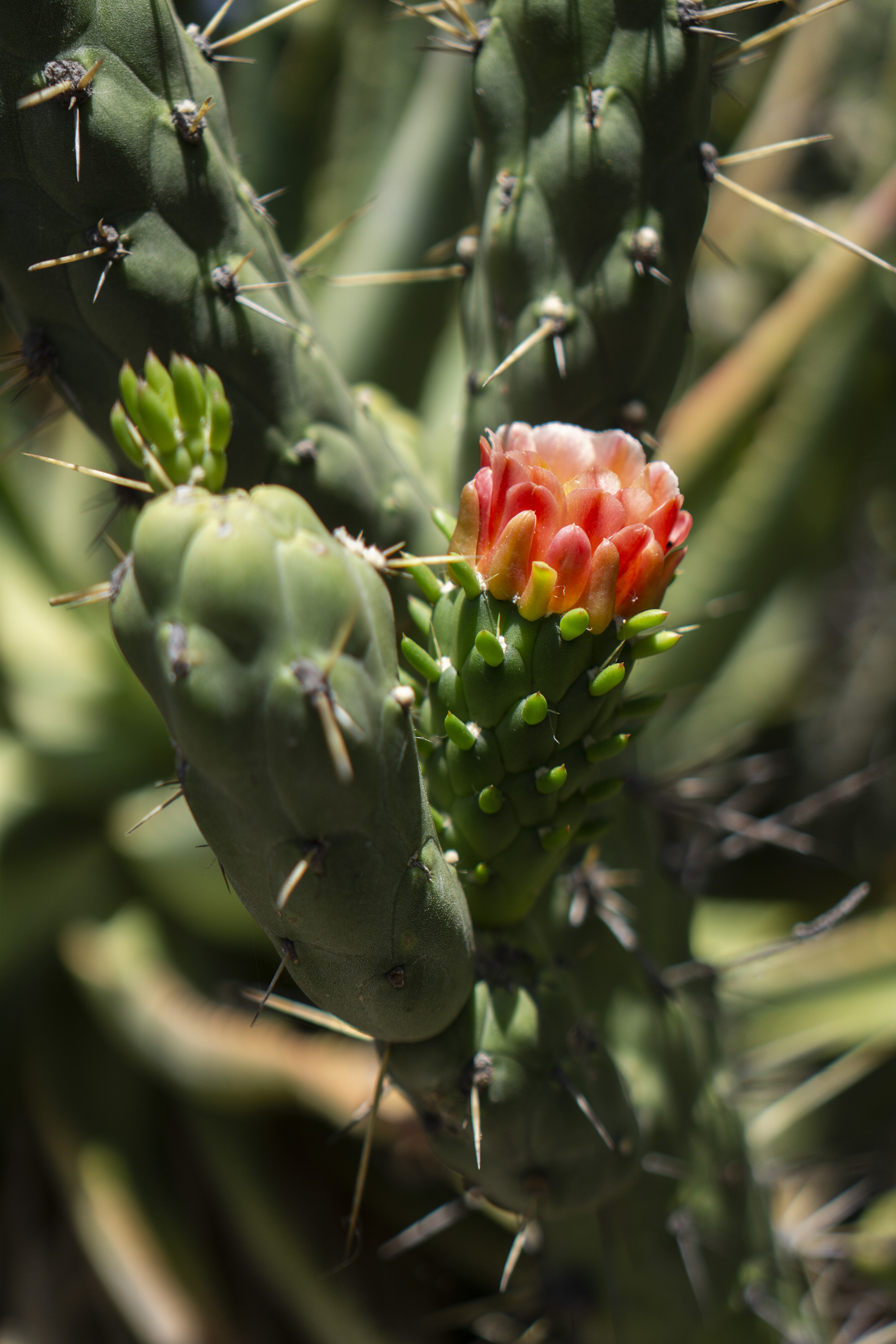 Cactus flower, Desert Garden, Huntington Library, San Marino CA / Darker than Green