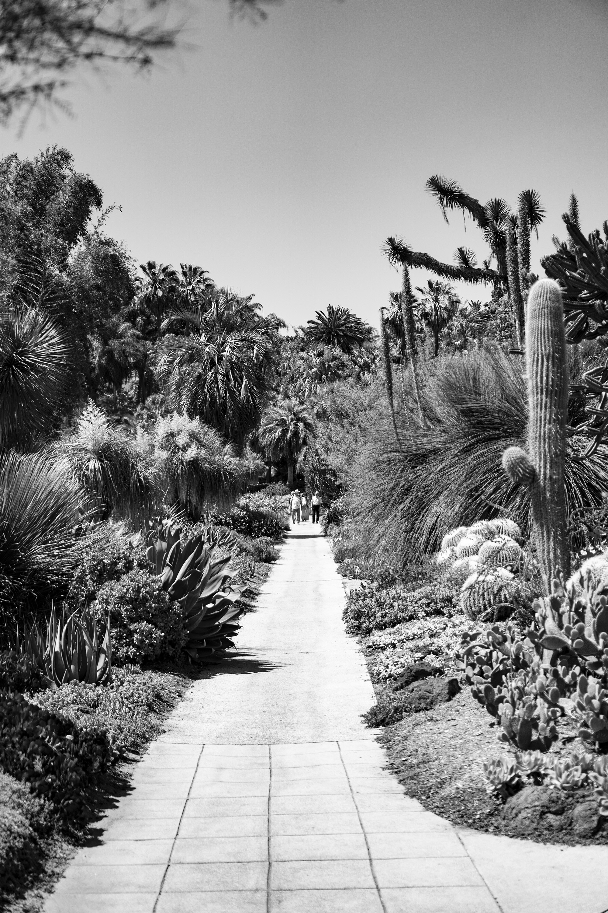 Center view of the path in the Desert Garden, Huntington Library, San Marino CA / Darker than Green