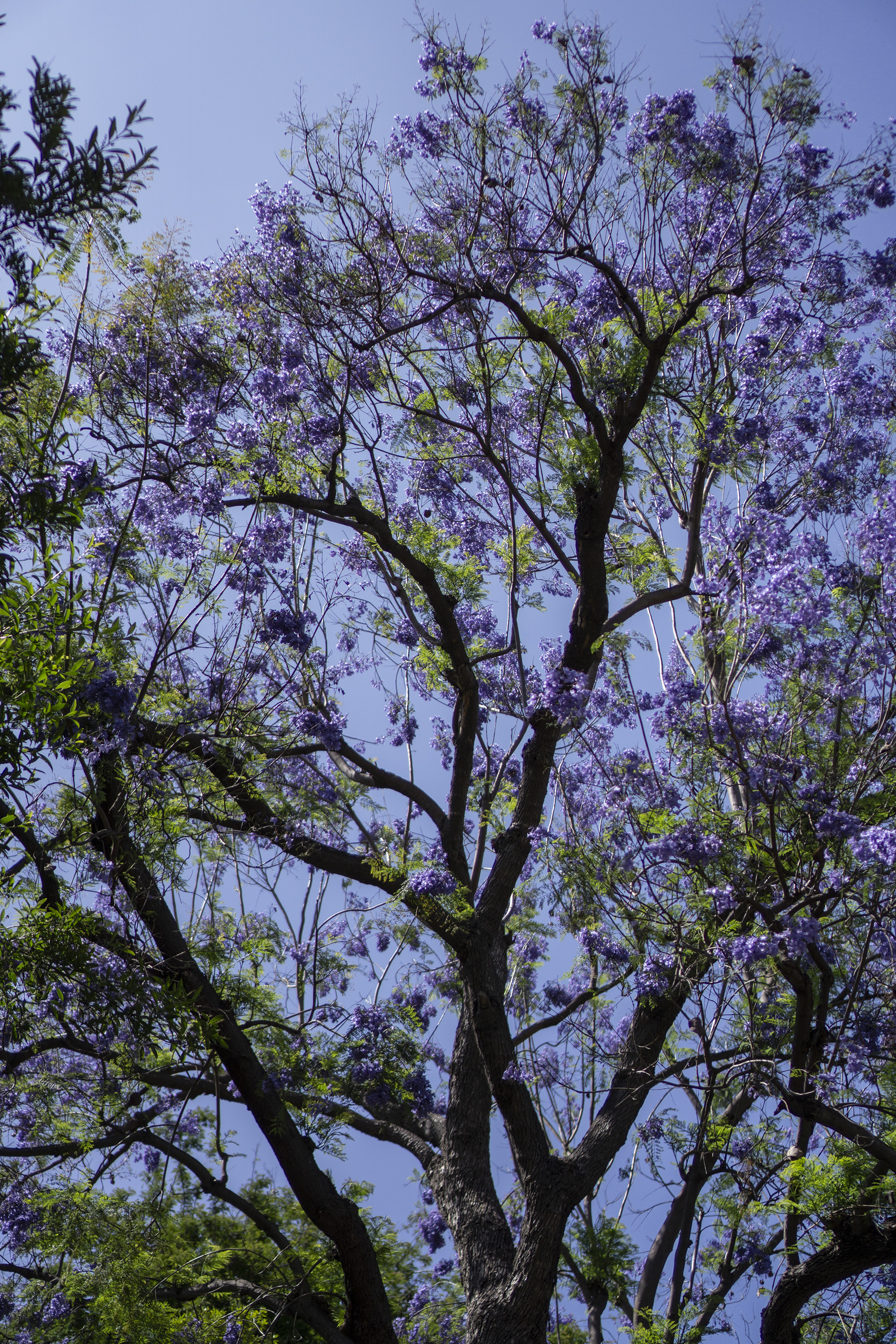 Jacaranda tree in bloom, Desert Garden, Huntington Library, San Marino CA / Darker than Green