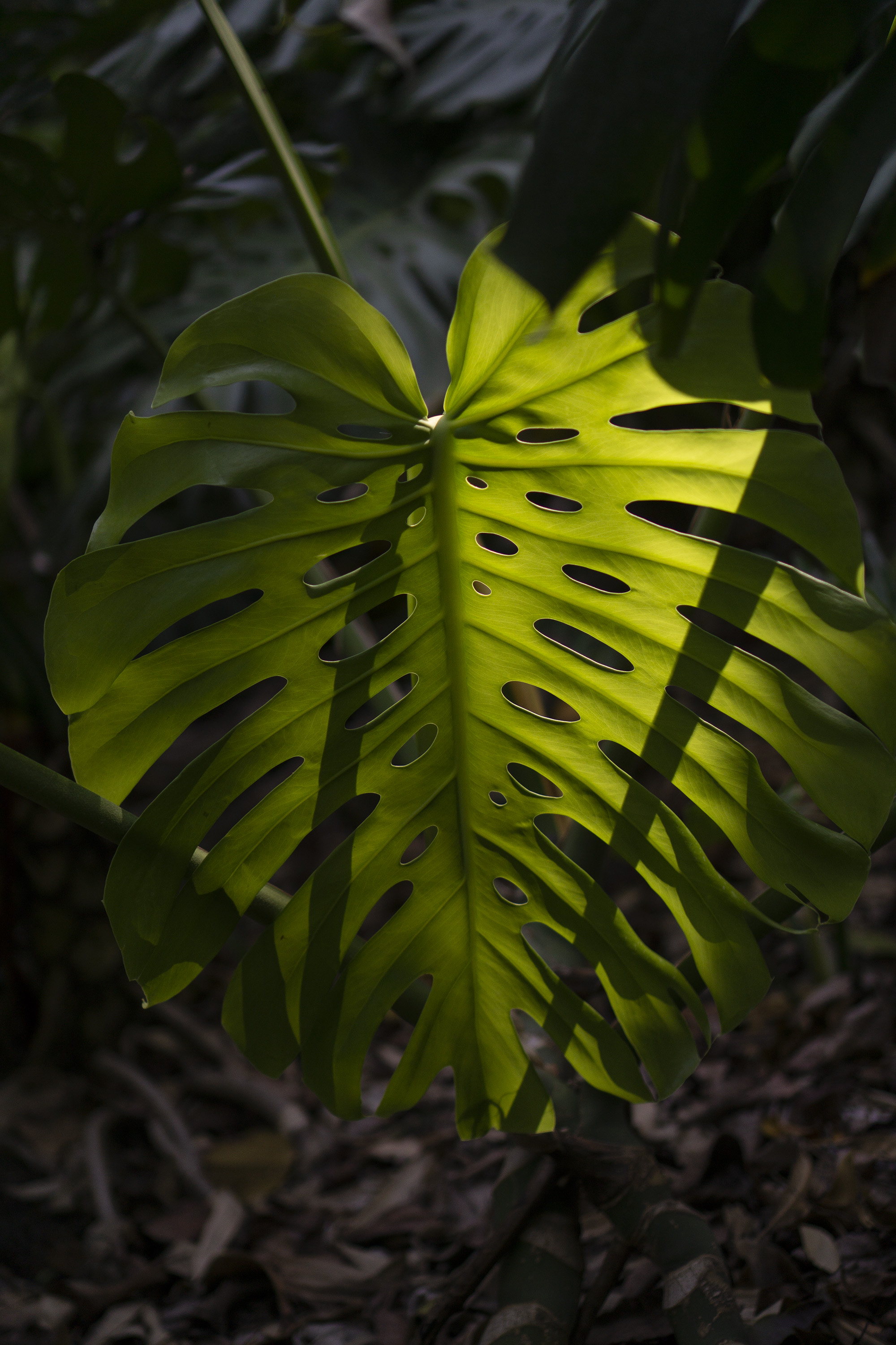 Monstera Deliciosa in the shade, Desert Garden, Huntington Library, San Marino CA / Darker than Green