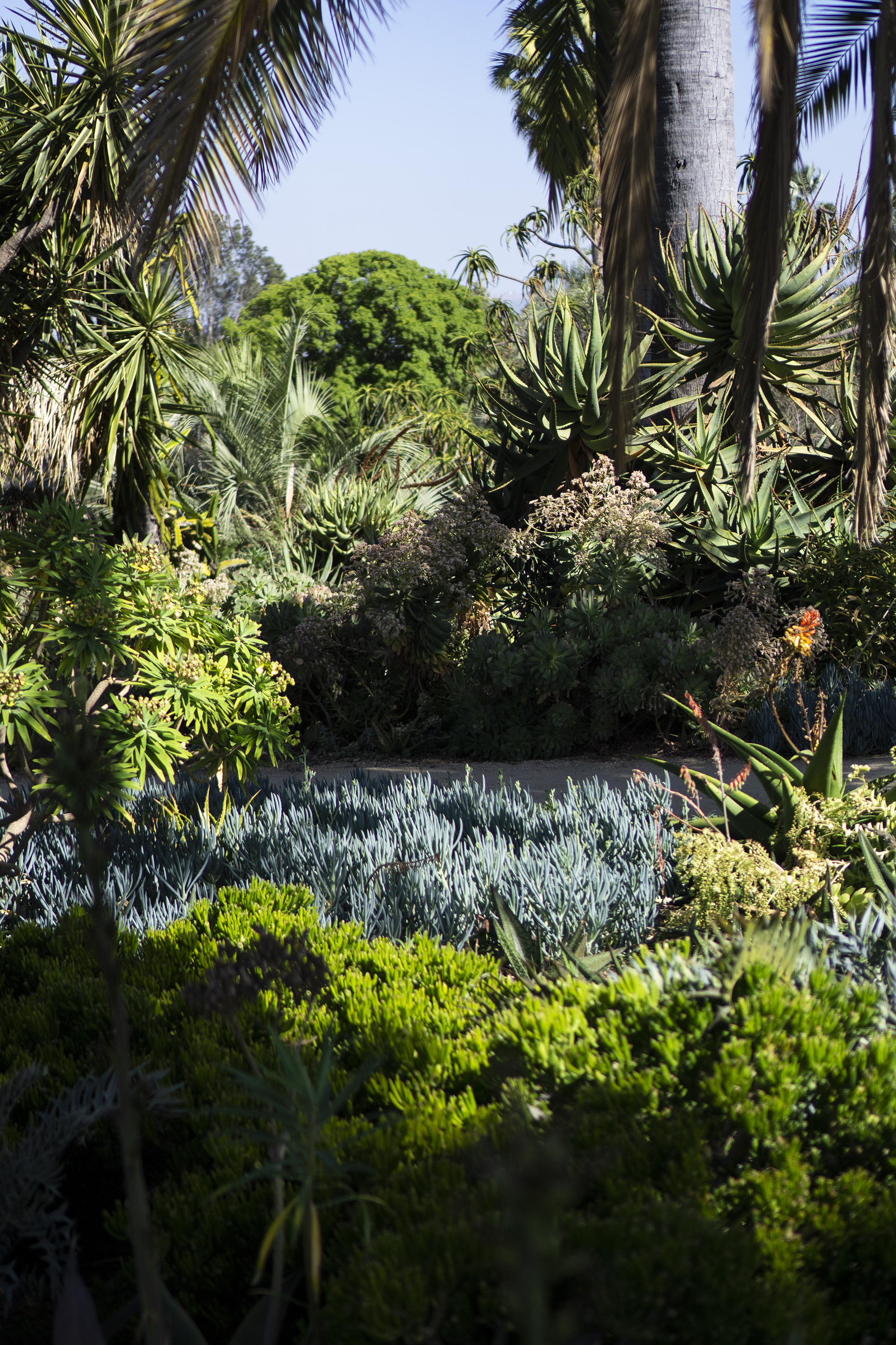 Garden plantings at the Huntington Library, San Marino CA / Darker than Green