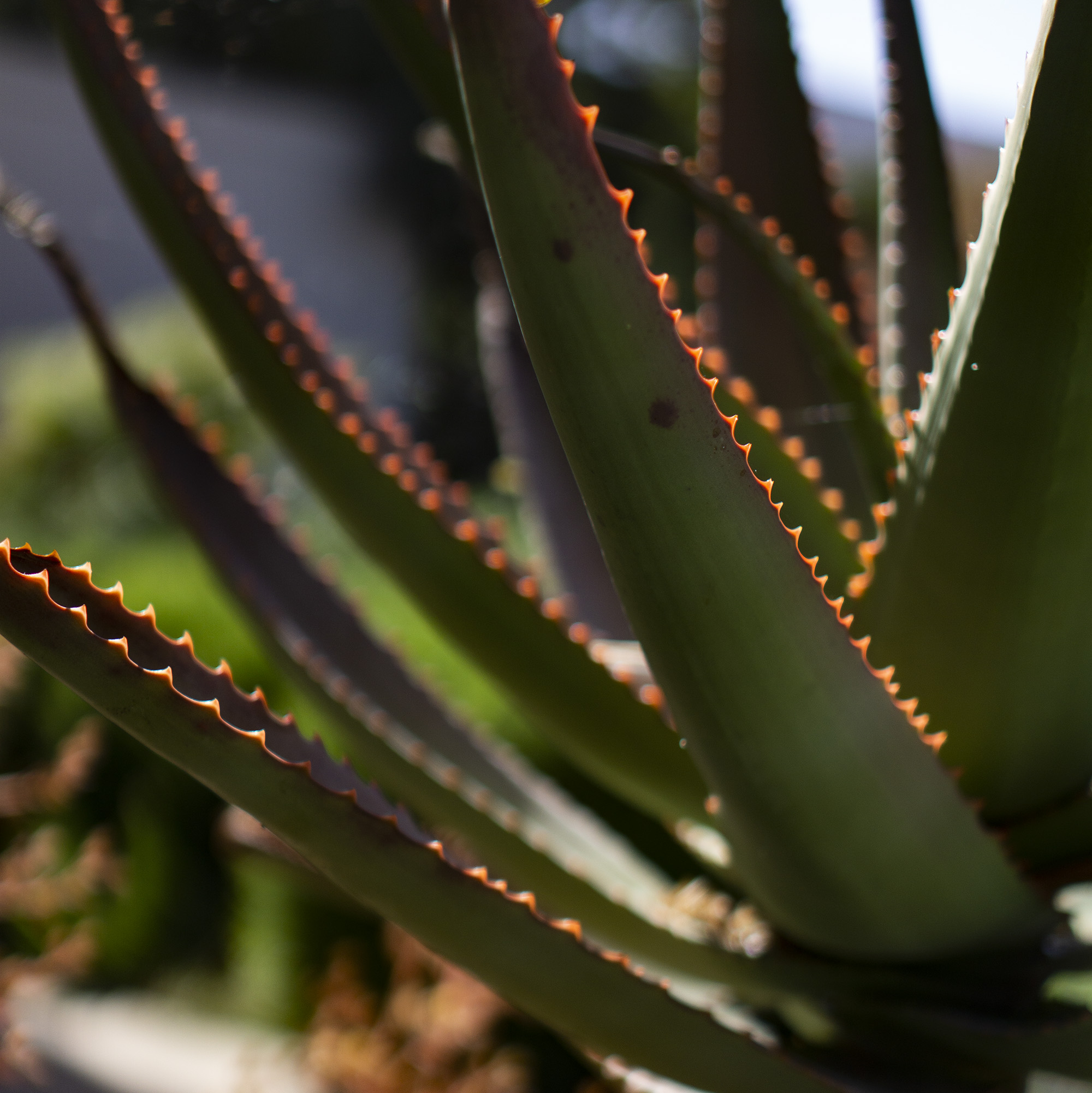 Sun-kissed agave spines, Huntington Library, San Marino CA / Darker than Green