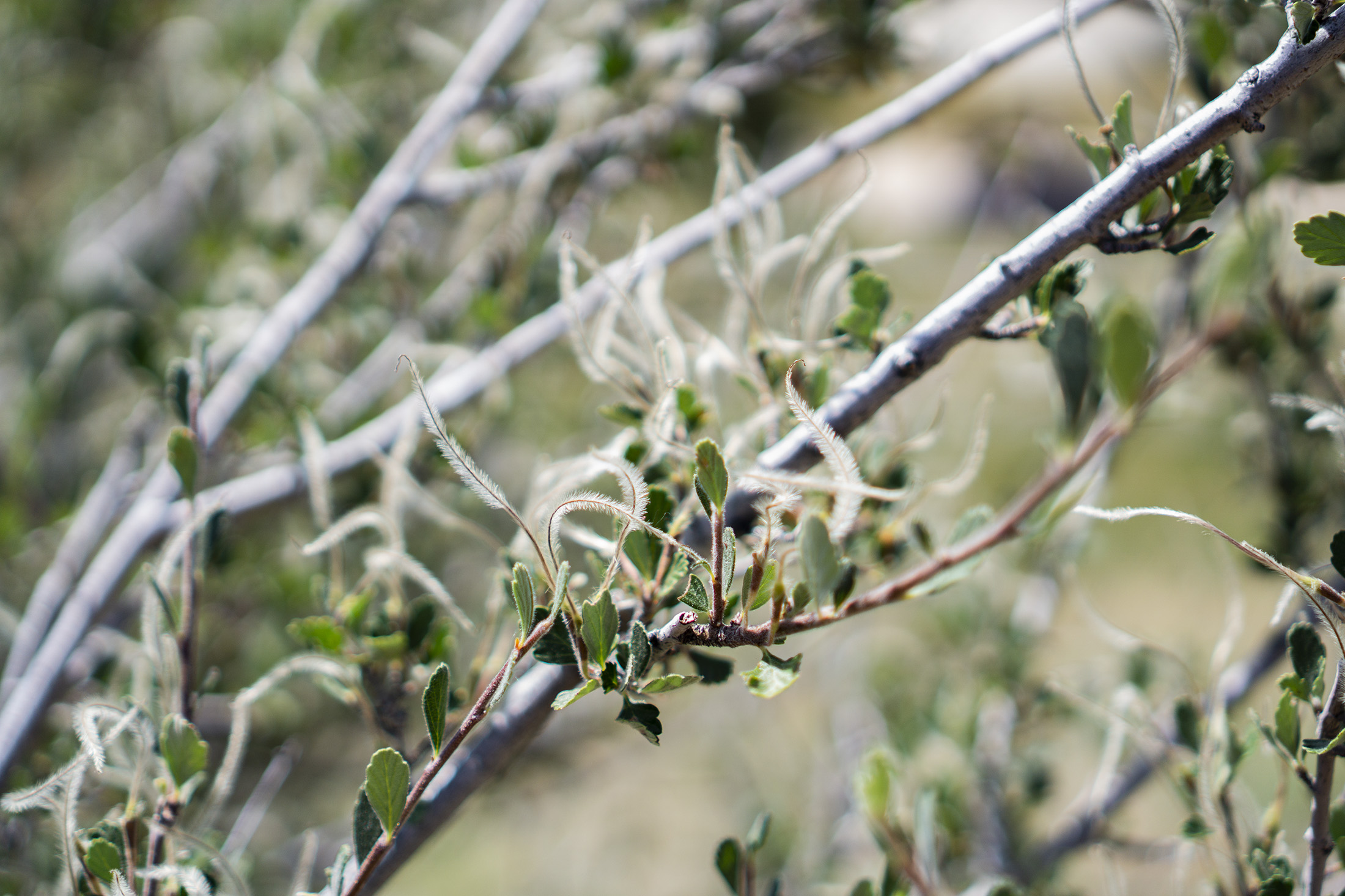 Closeup of mountain mahogany branch, Horsetooth Rock Trail, Colorado / Darker than Green