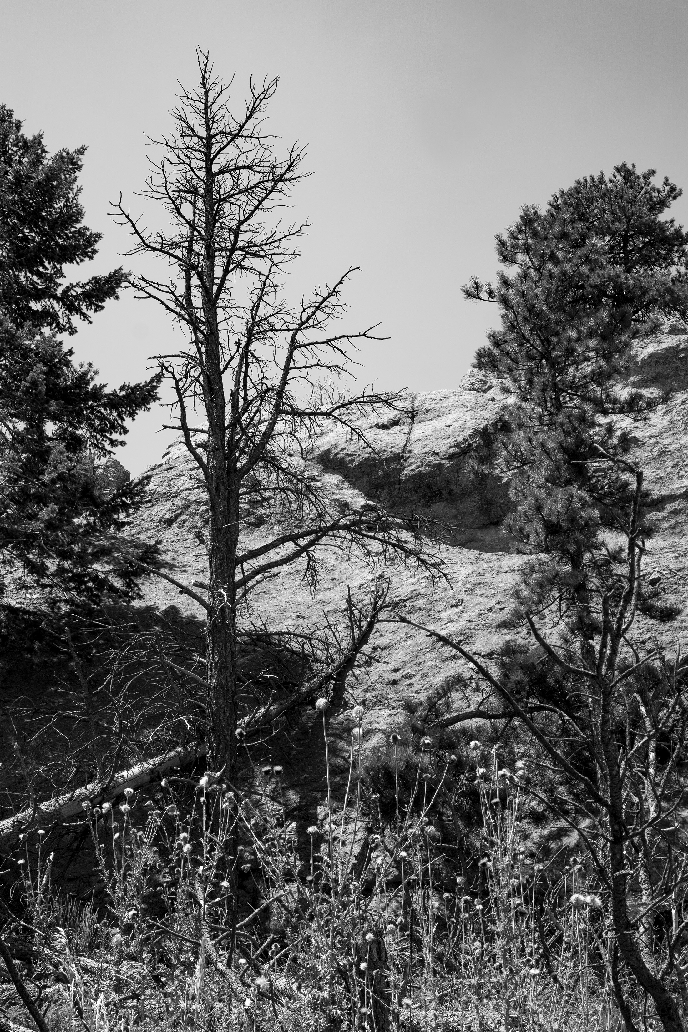 Along the Horsetooth Rock Trail, Colorado / Darker than Green