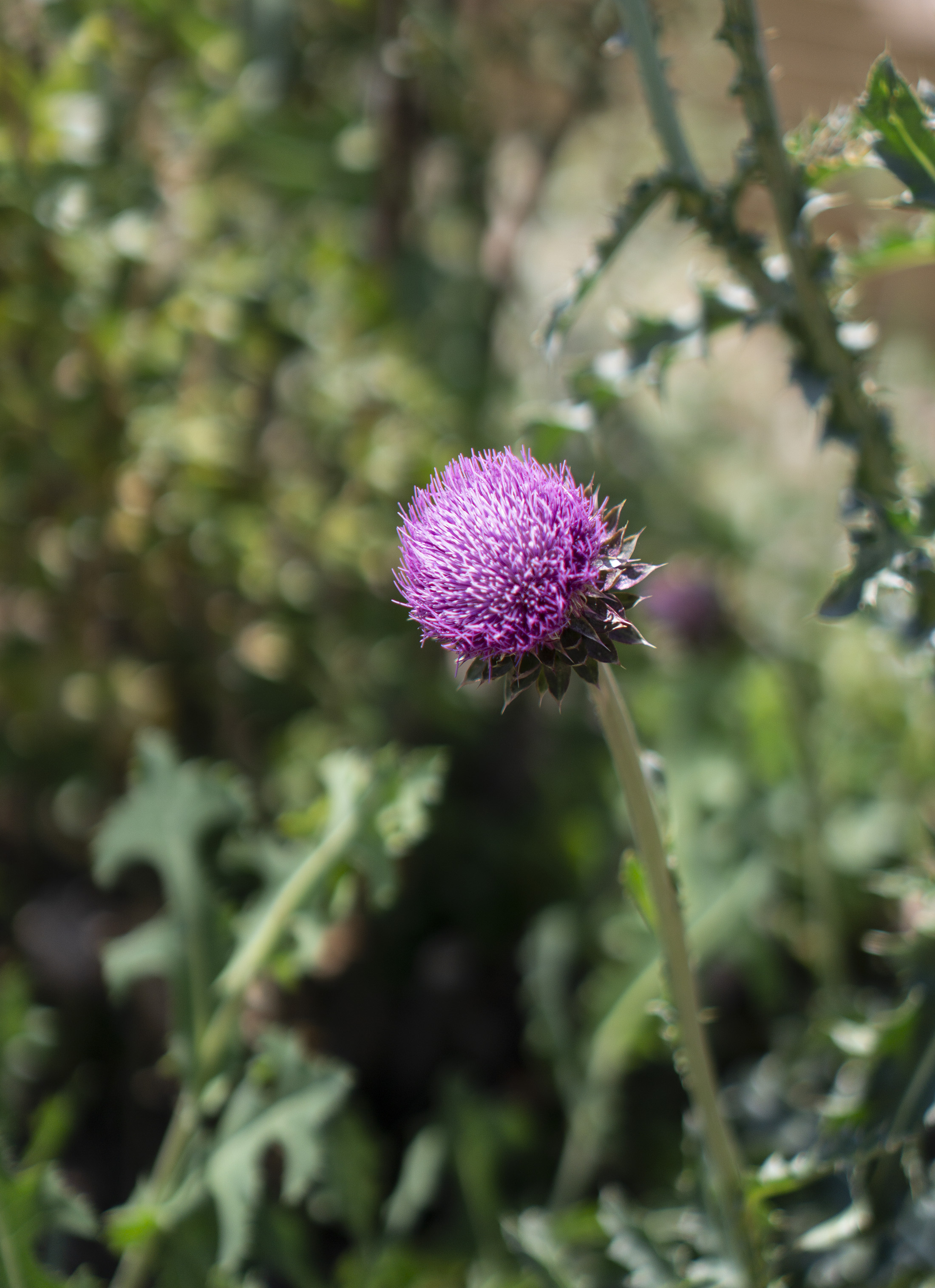 Musk thistle along Along the Horsetooth Rock Trail, Colorado / Darker than Green