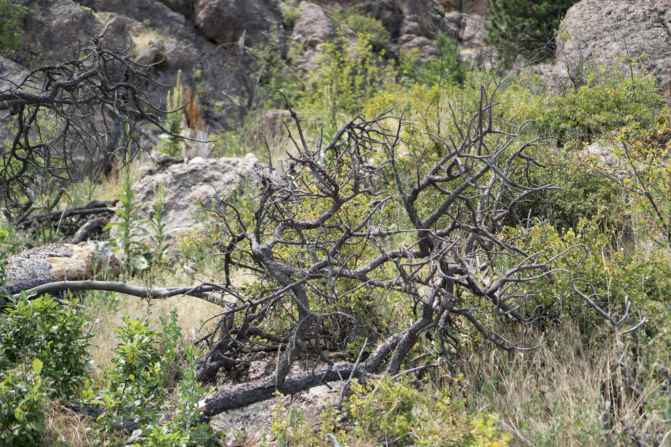 Bare branches along Horsetooth Rock trail, Colorado / Darker than Green
