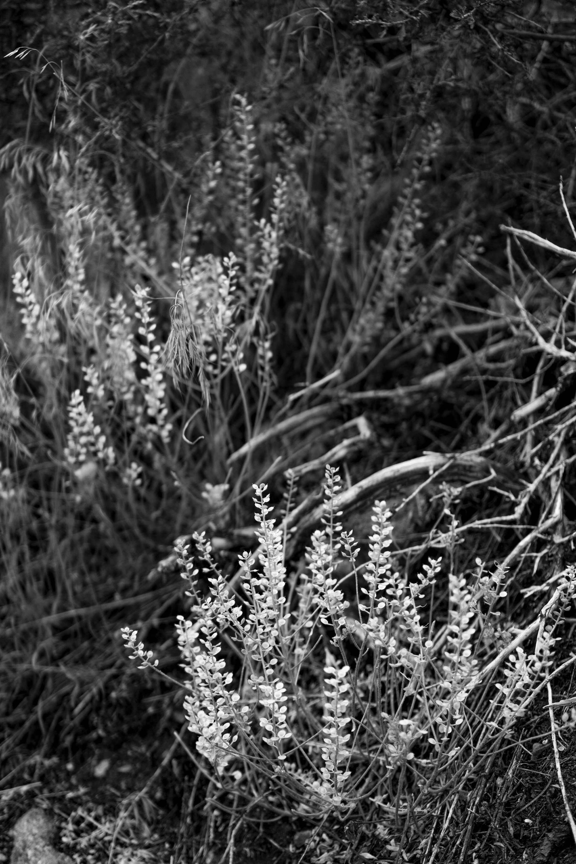 Late summer plants along Horsetooth Rock trail, Colorado / Darker than Green