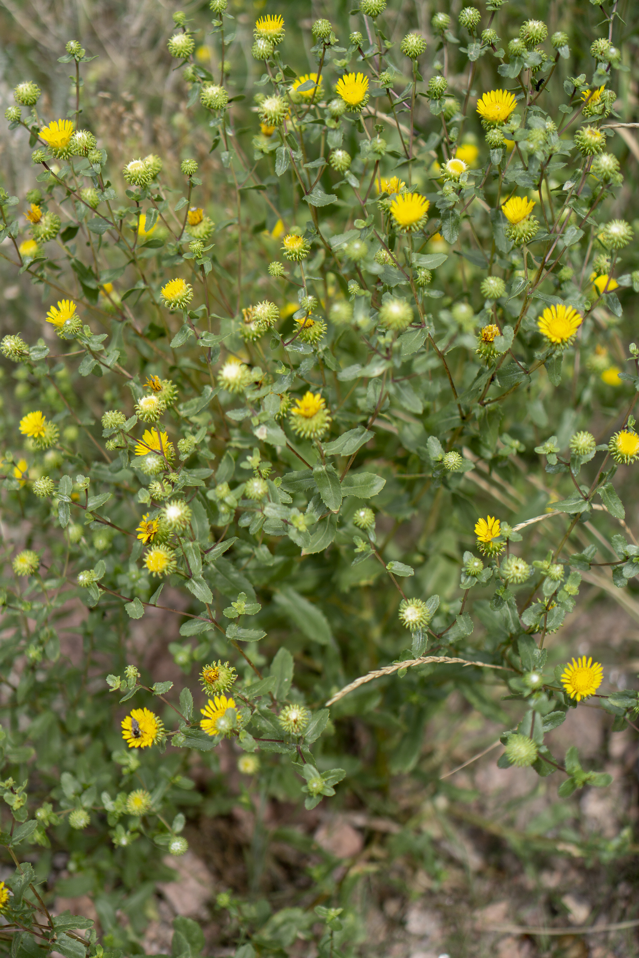 Field marigold along Horsetooth Rock trail, Colorado / Darker than Green