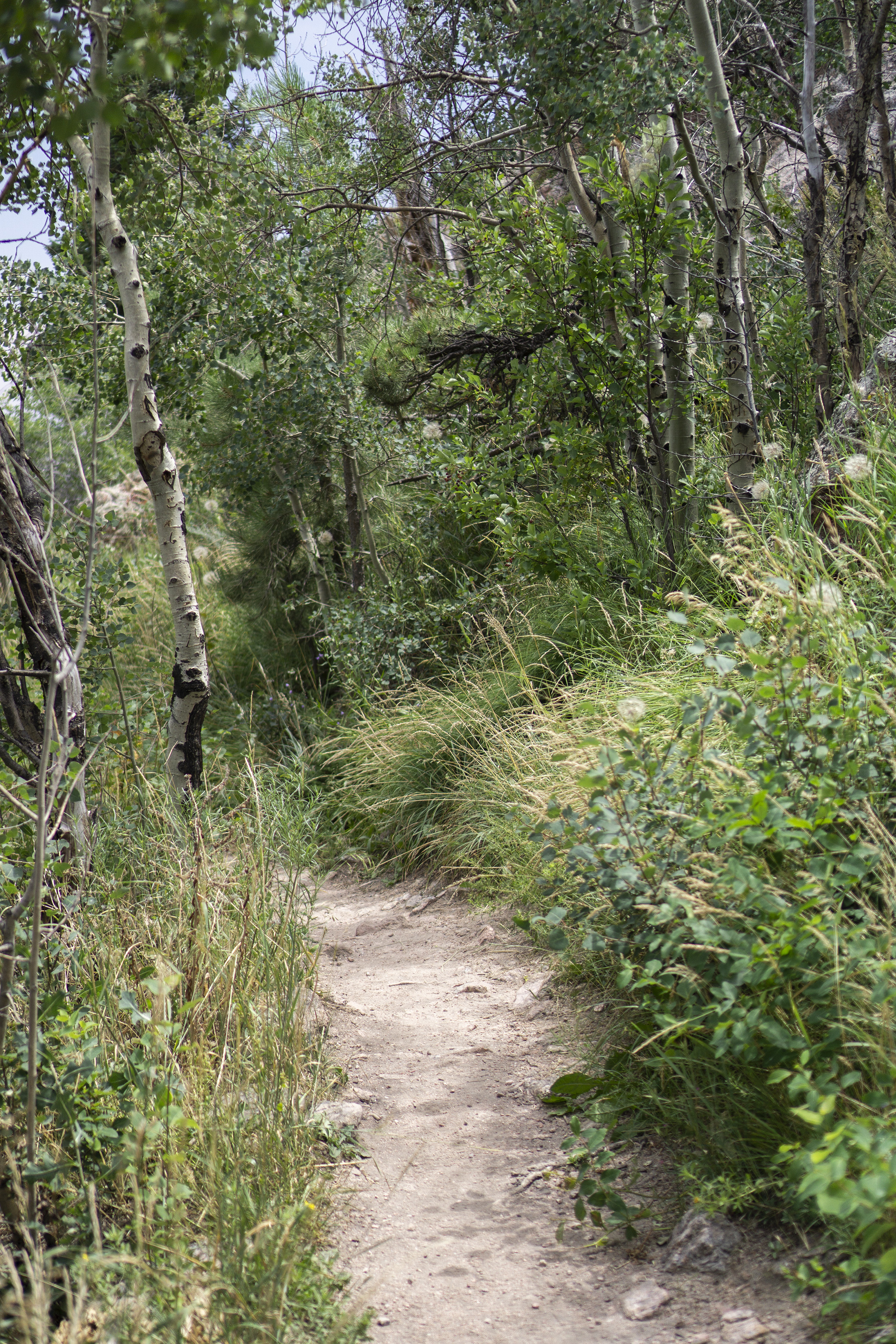Aspen patch along Horsetooth Rock trail, Colorado / Darker than Green