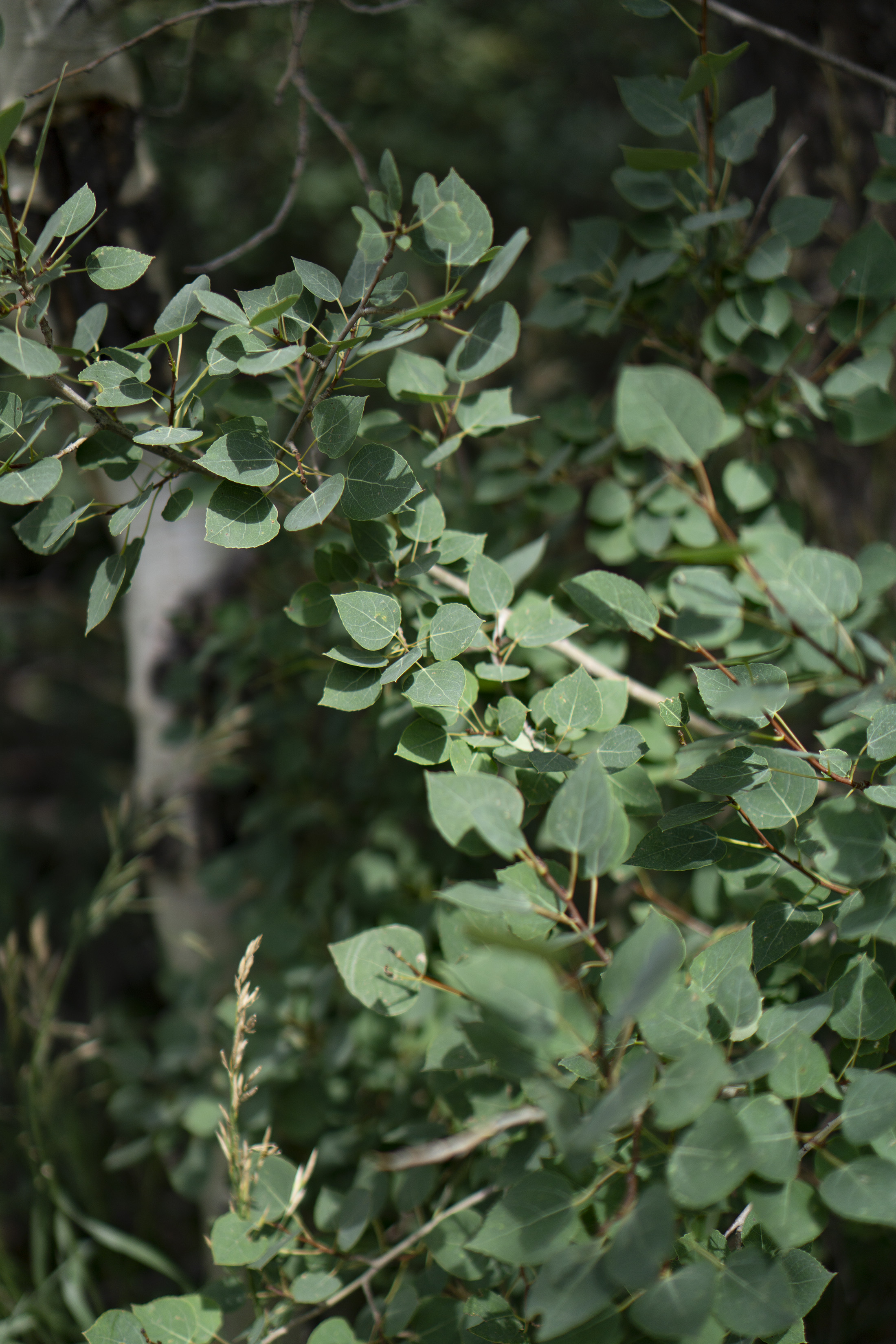 Closeup of Aspen leaves along Horsetooth Rock trail, Colorado / Darker than Green