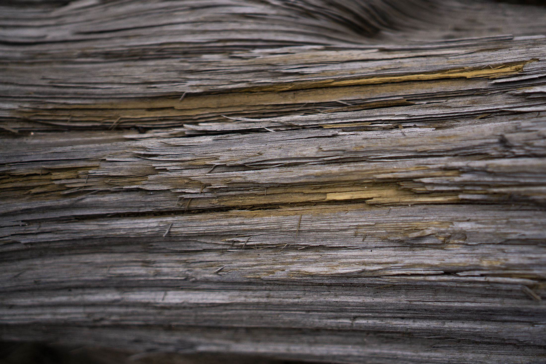 Hardened tree trunk along Horsetooth Rock trail, Colorado / Darker than Green