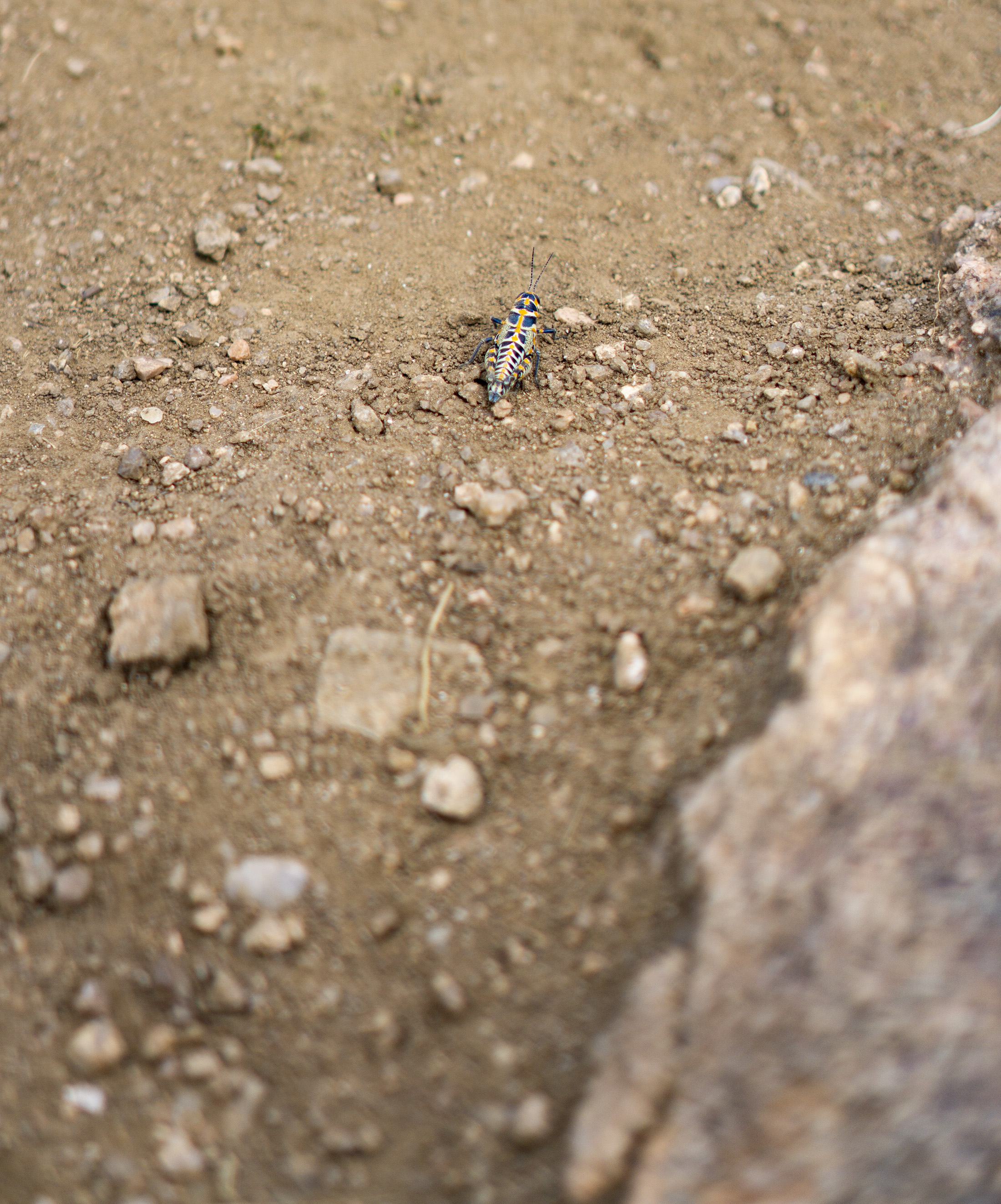 Rainbow grasshopper (Dactylotum bicolor) along Horsetooth Rock trail, Colorado / Darker than Green