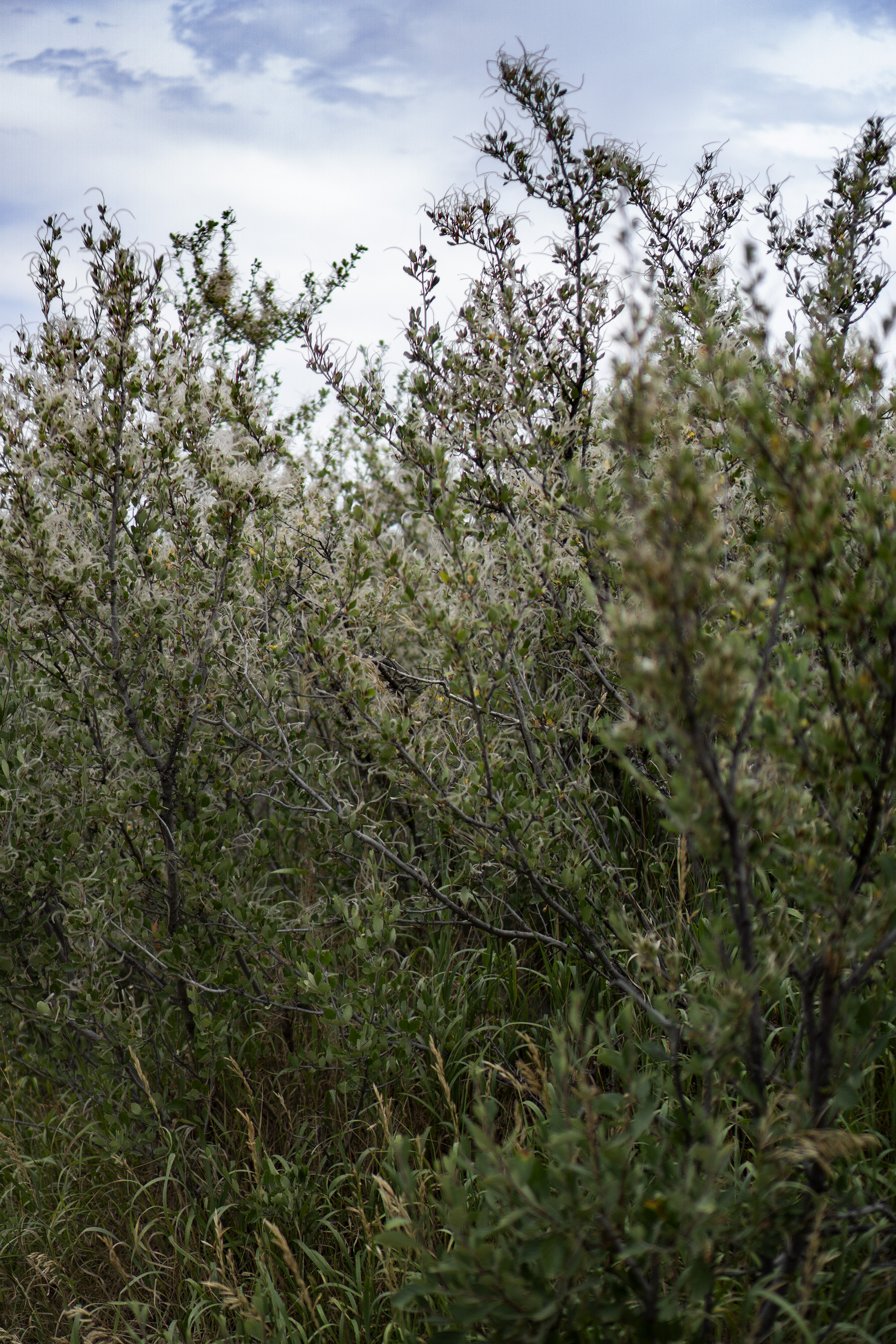 Mountain mahogany along Horsetooth Rock trail, Colorado / Darker than Green