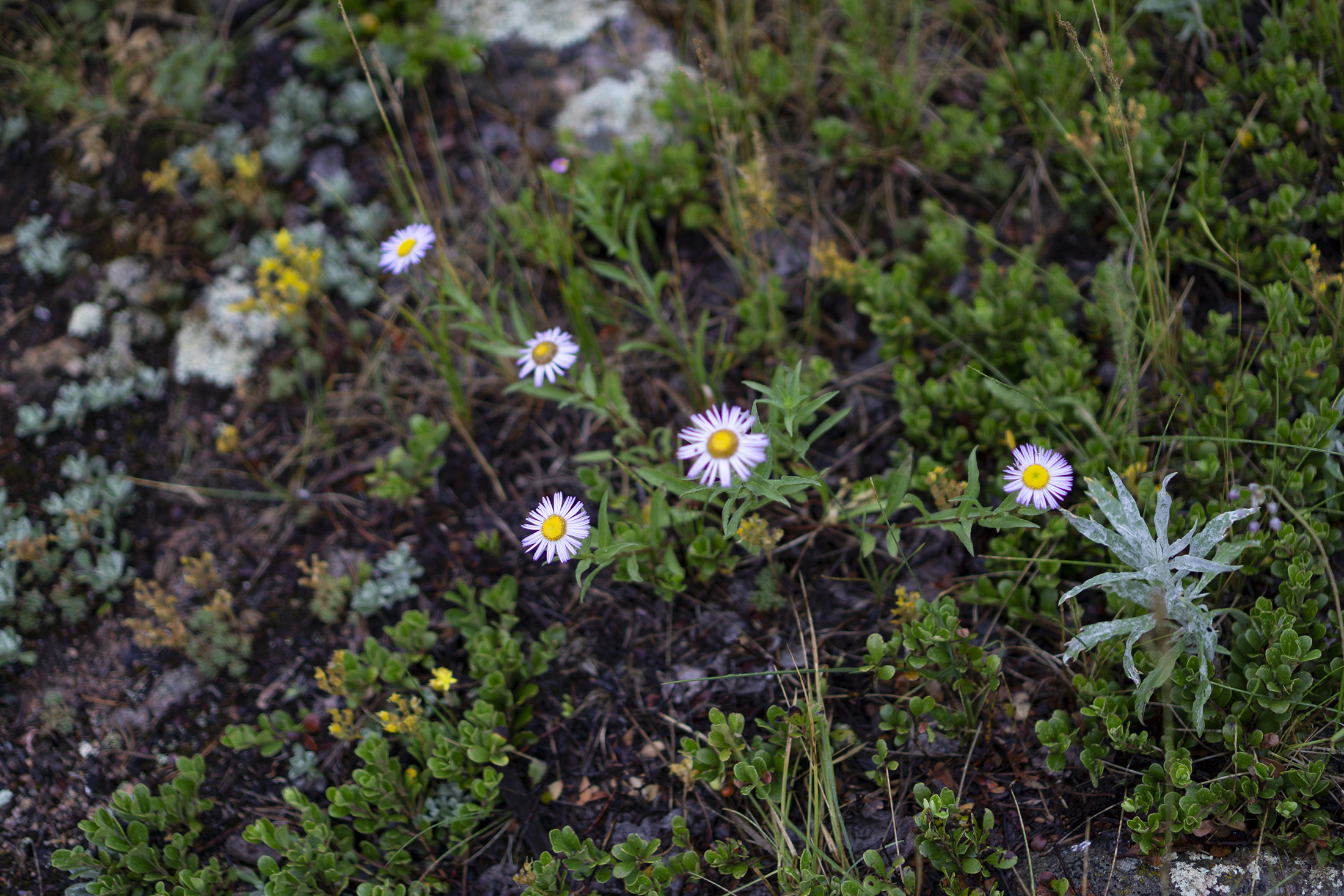 Tiny alpine asters in Meeker Park Overflow Campground, Colorado / Darker than Green