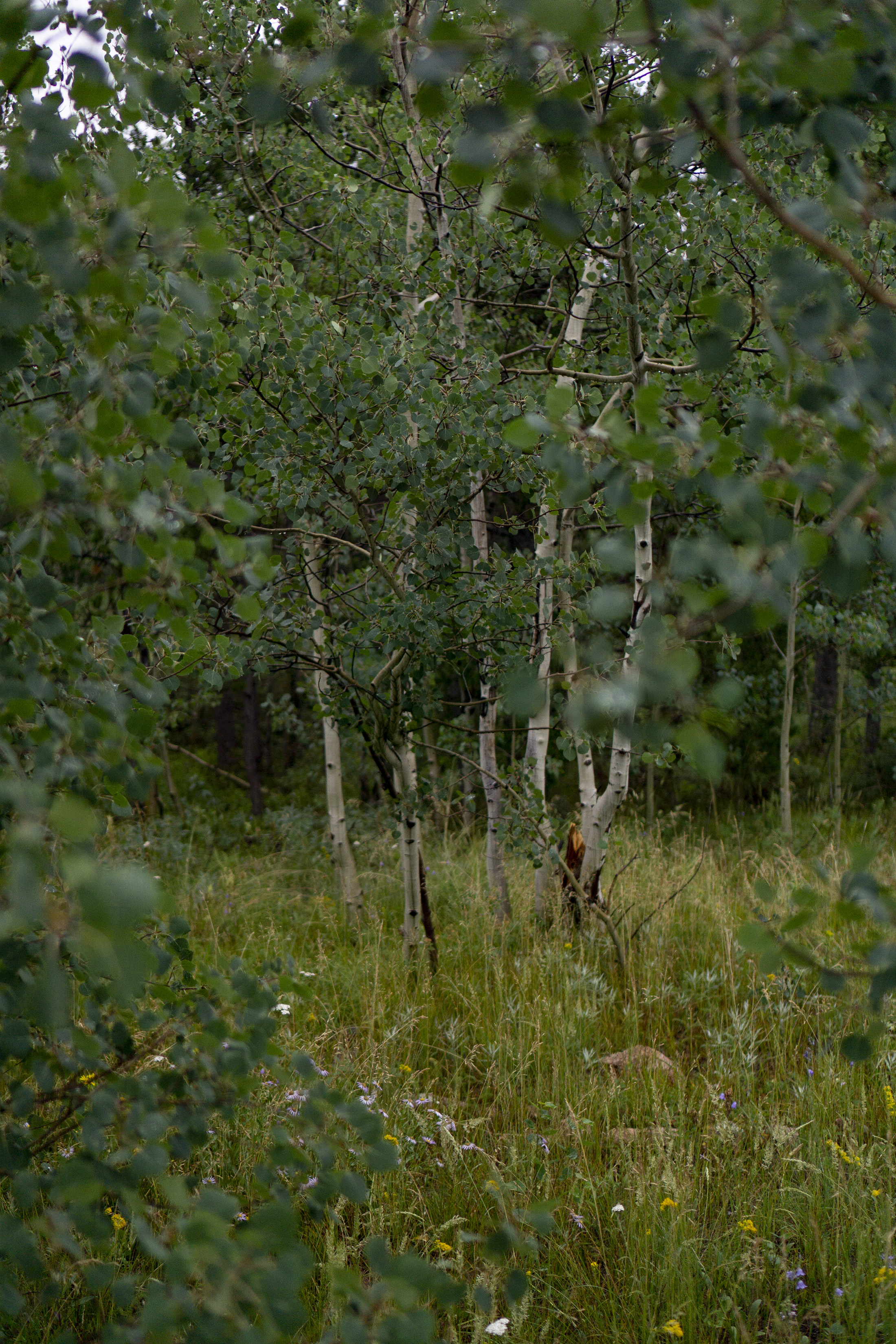 Patch of Aspen trees in Meeker Park Overflow Campground, Colorado / Darker than Green