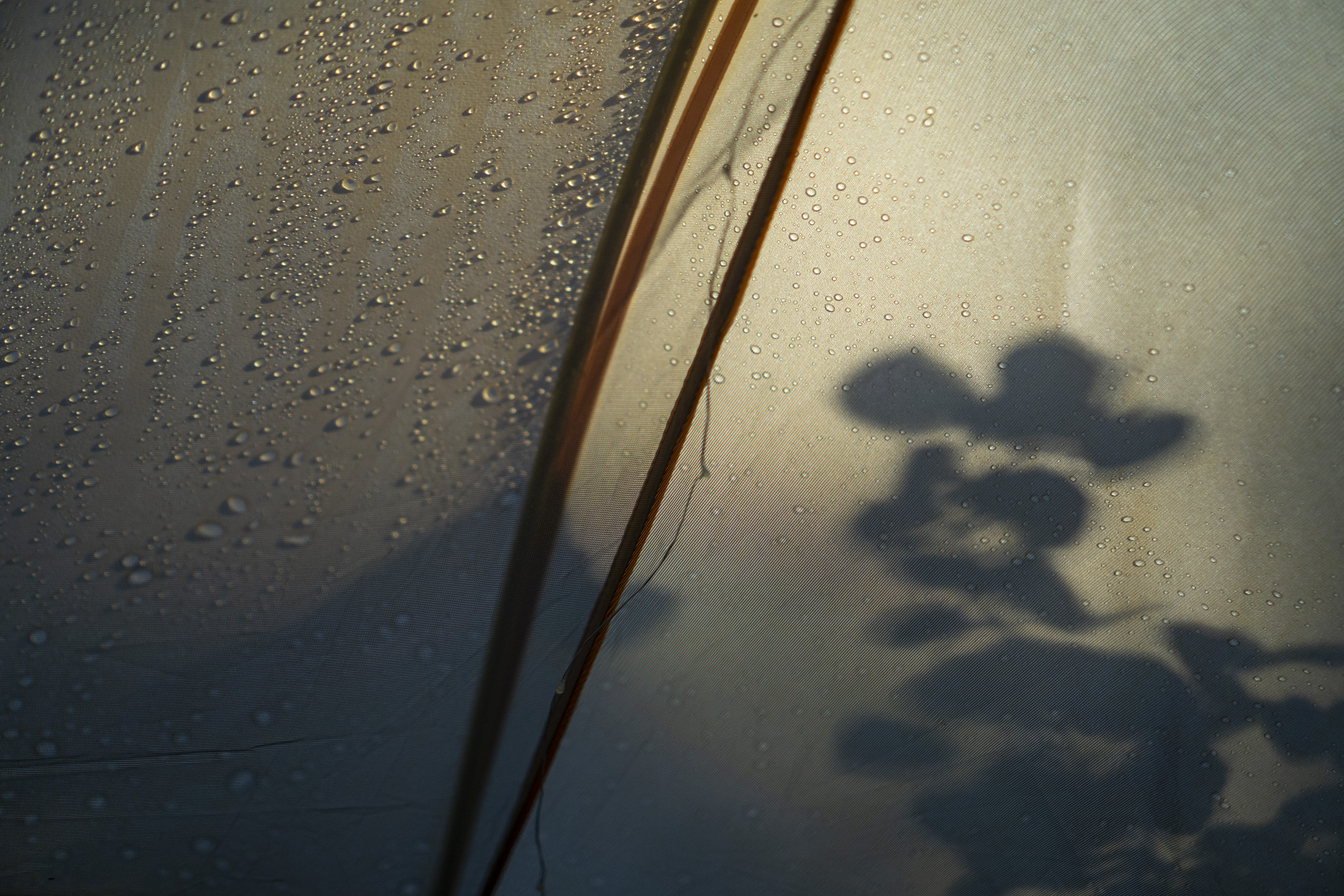 Silhouette of plants in the sunrise light through tent wall, Meeker Park Overflow Campground, Colorado / Darker than Green