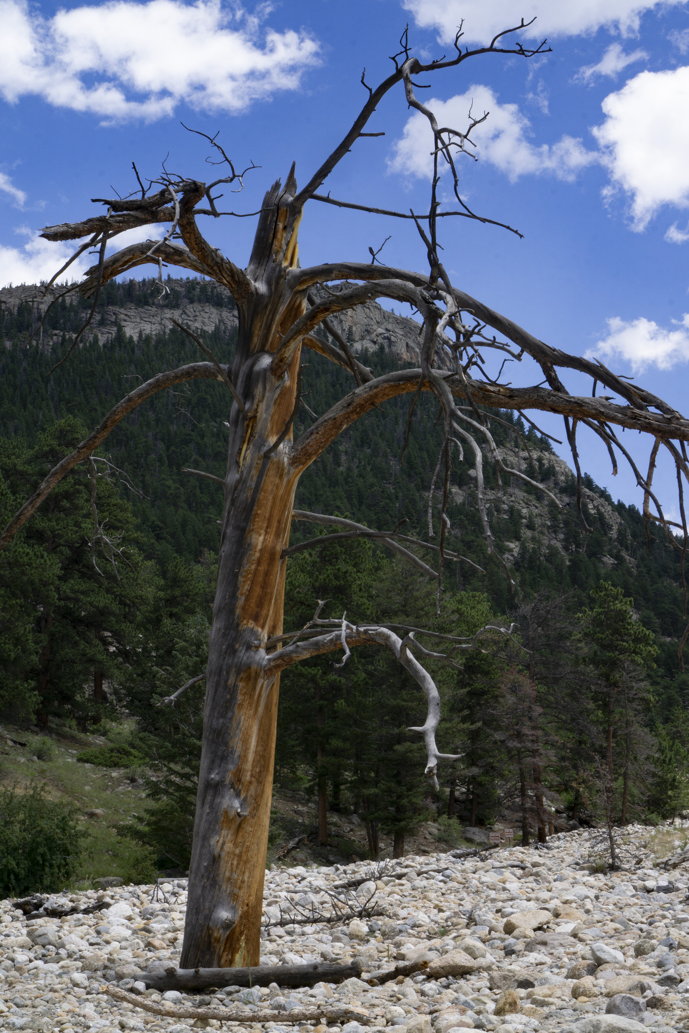 Dead tree near Alluvial Fan, Rocky Mountain National Park / Darker than Green