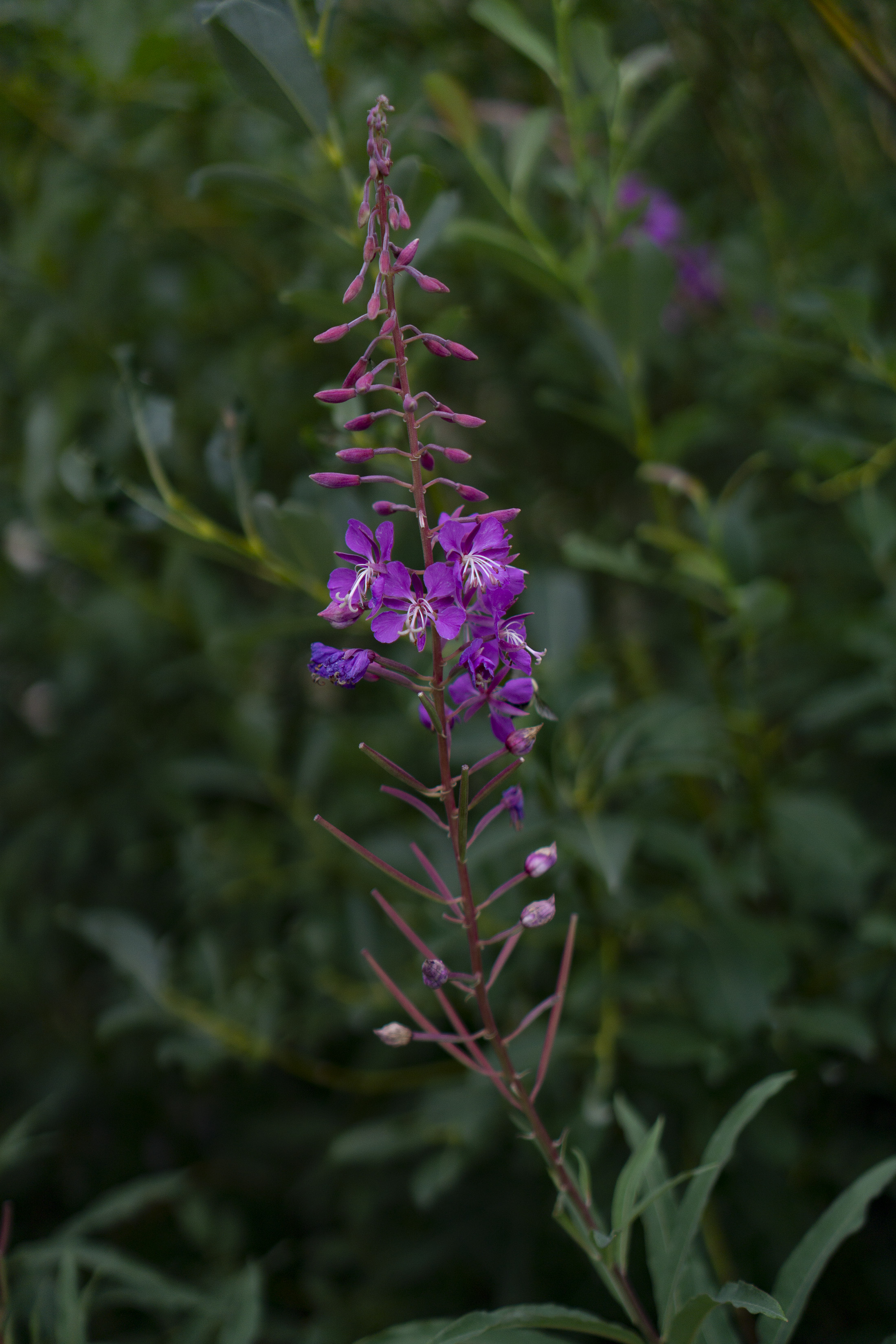 Fireweed, Rocky Mountain National Park / Darker than Green